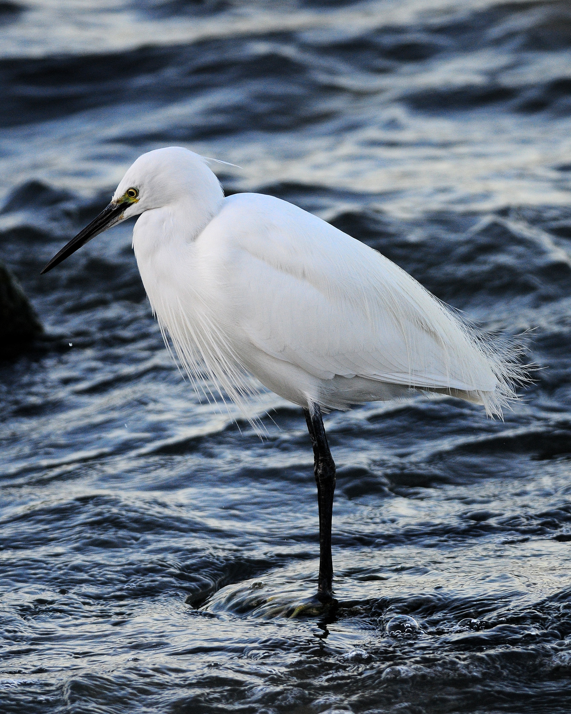 egret