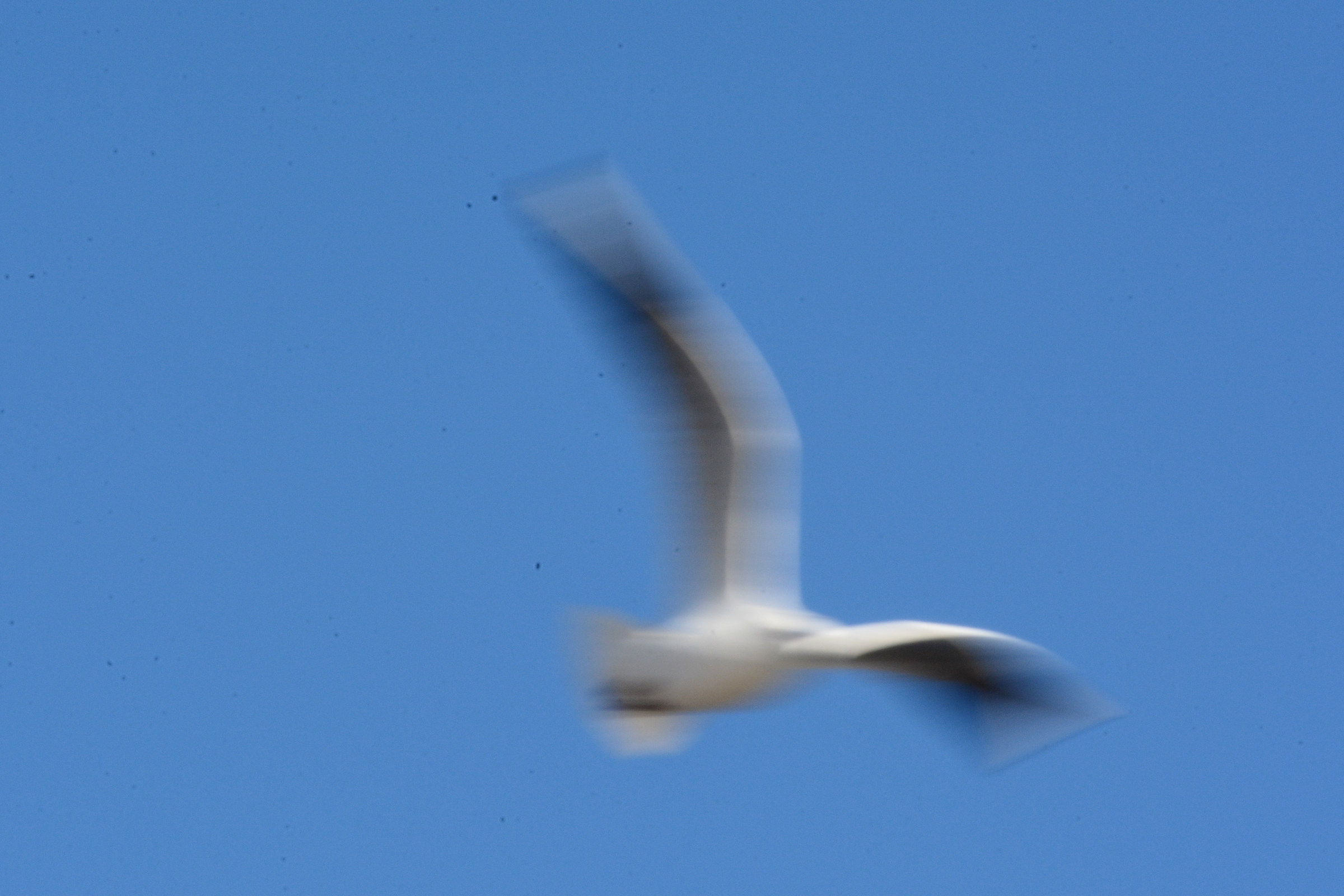 Seagull mid-physical :)