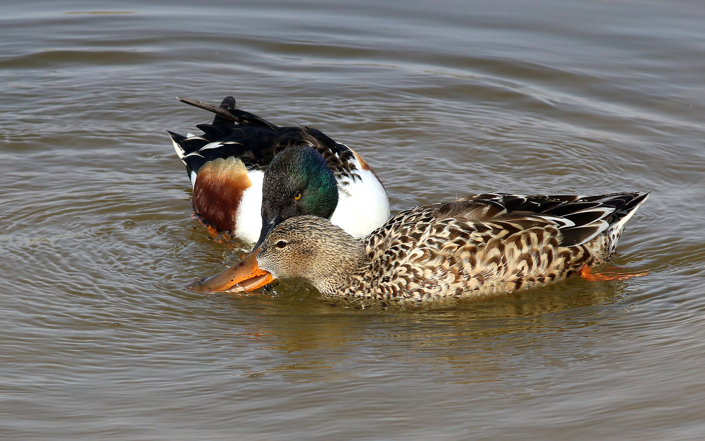 Shoveler in courtship.