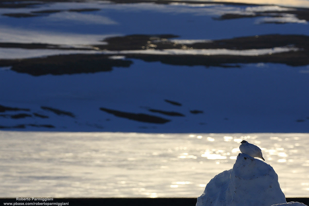 the queen of the ice