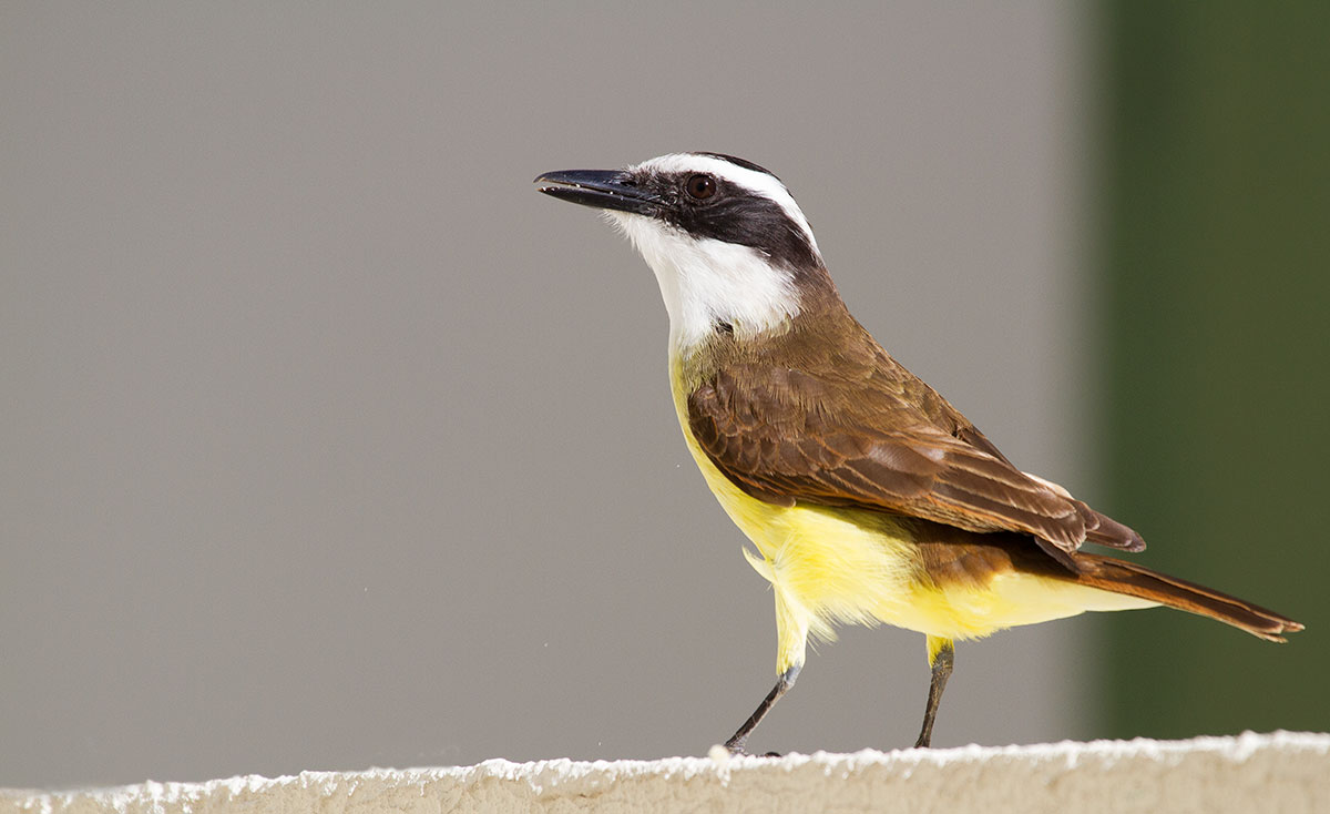 bem-te-vi brasiliano