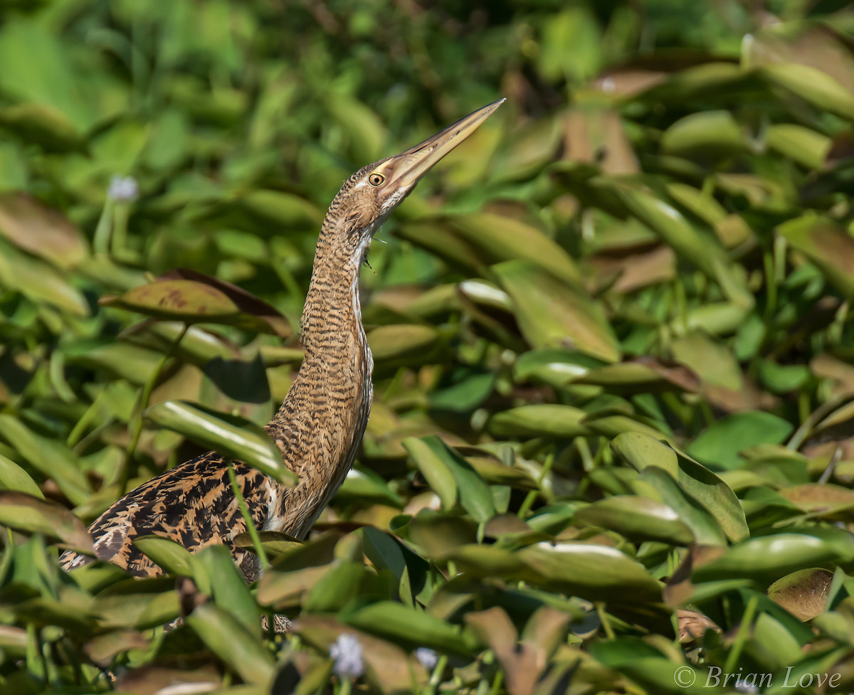 Rare Catch - Pinnated Bittern