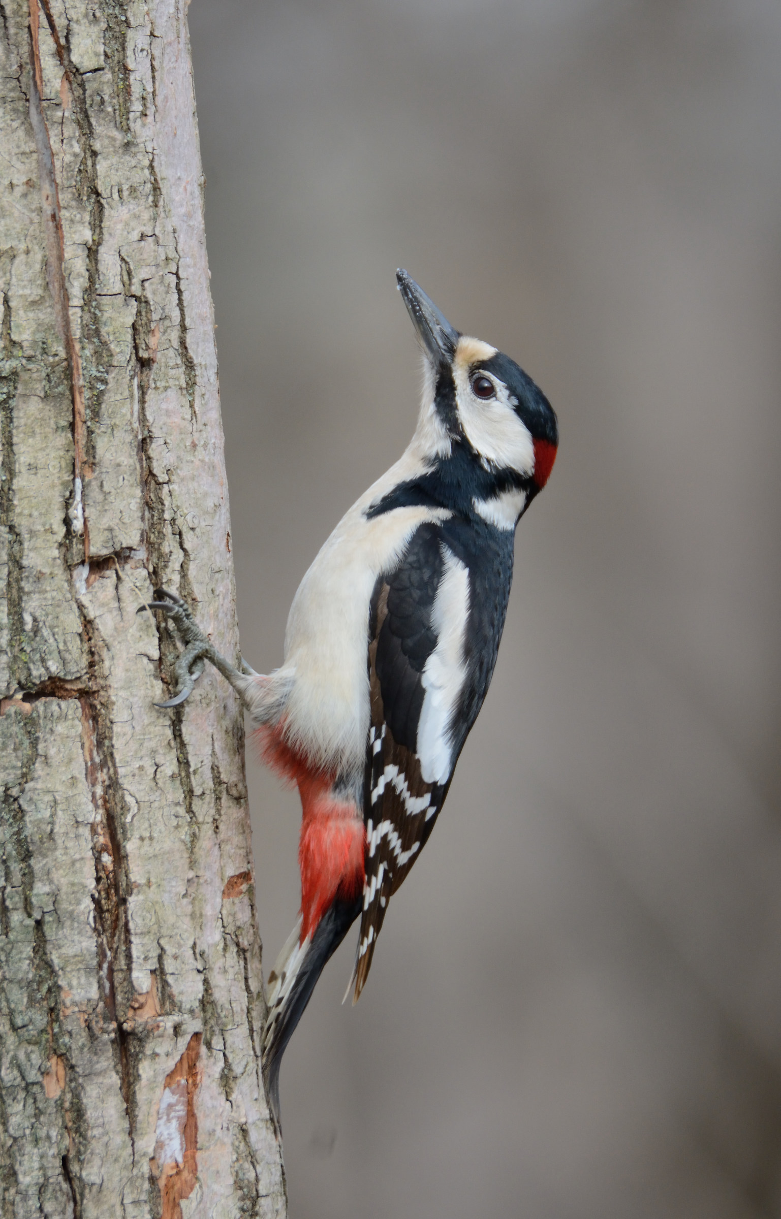 Great Spotted Woodpecker