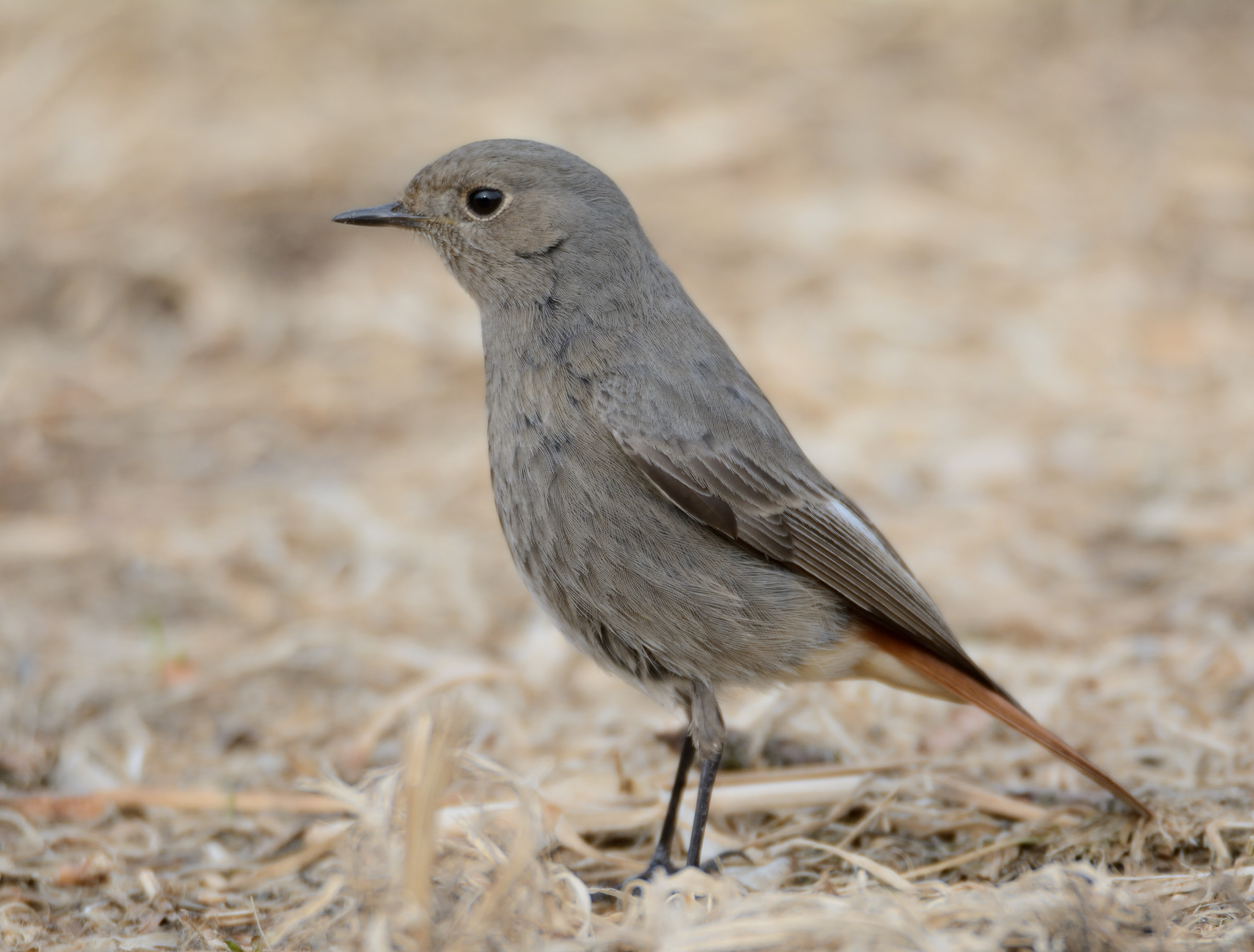 black redstart