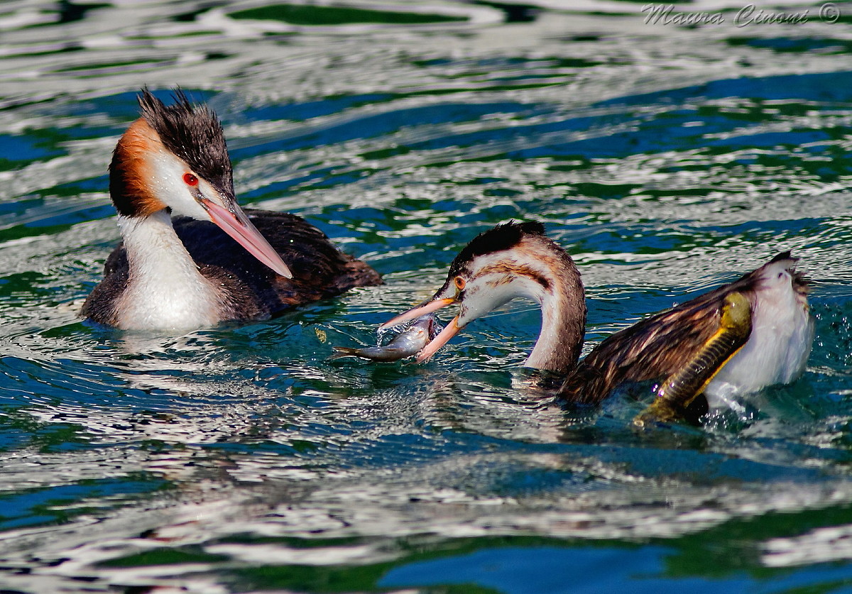 grebes Family
