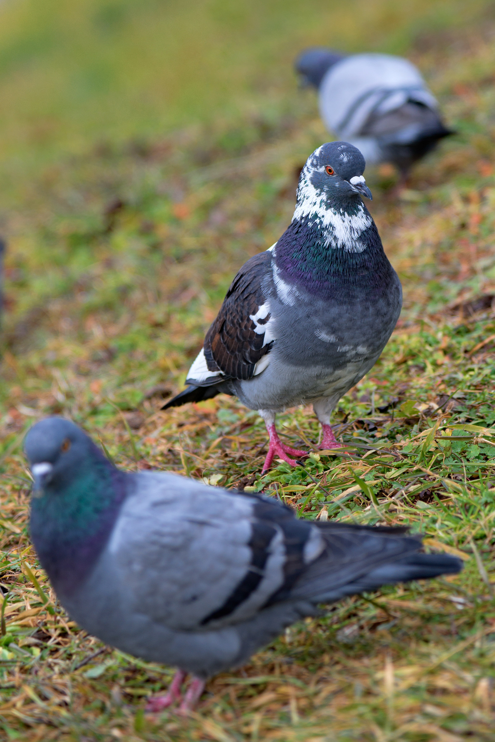 Pigeon