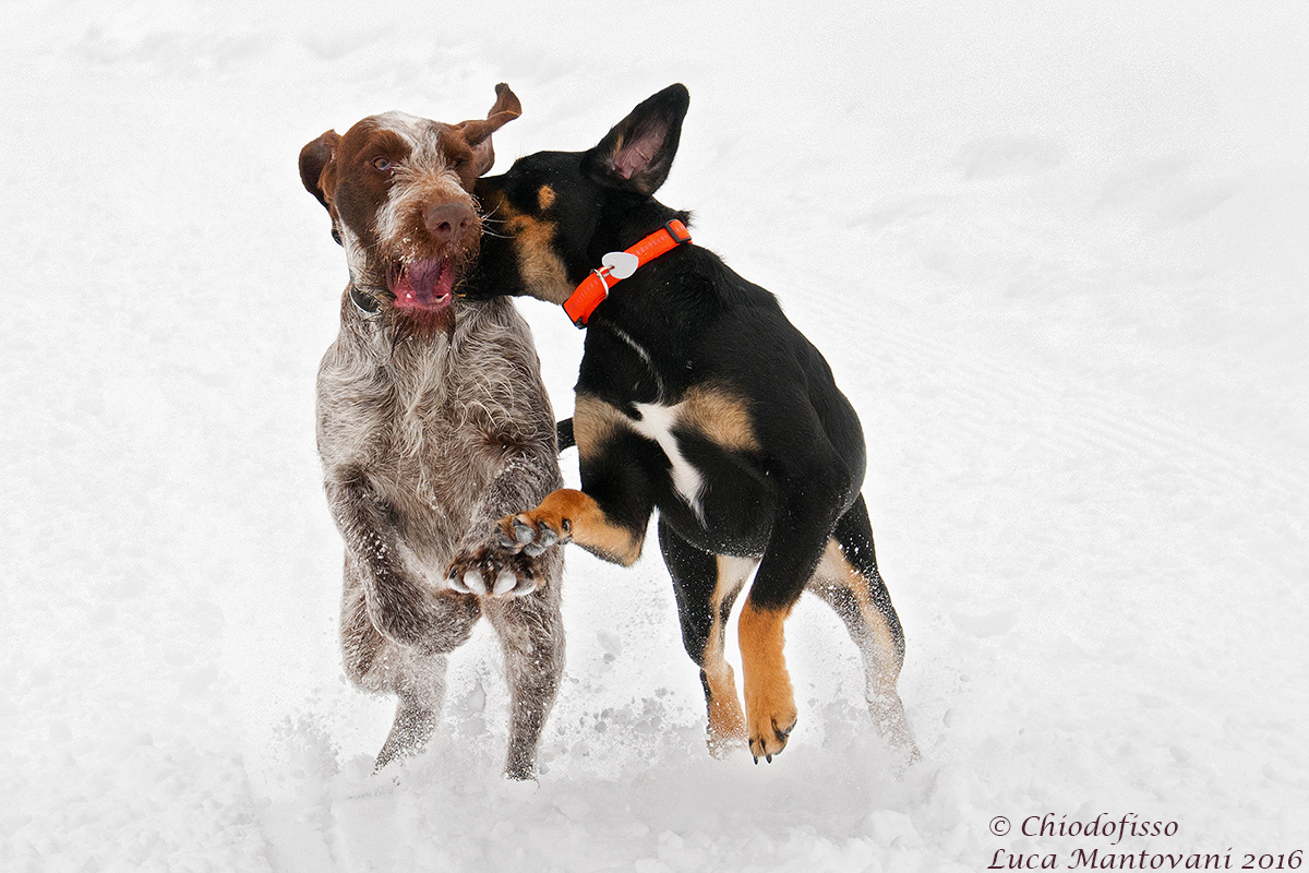 Dama & Lara playing in the snow