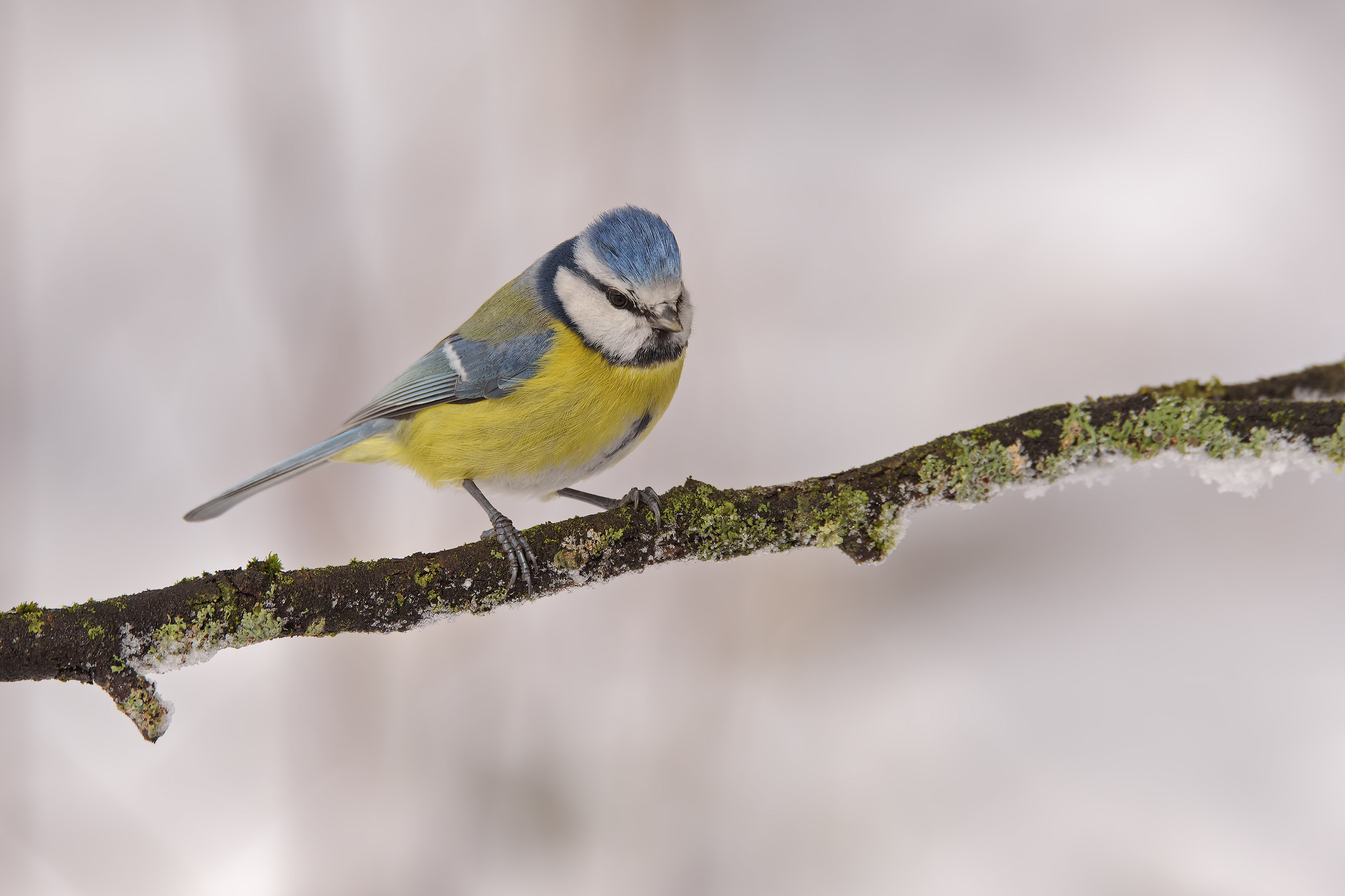 La cinciarella e la neve