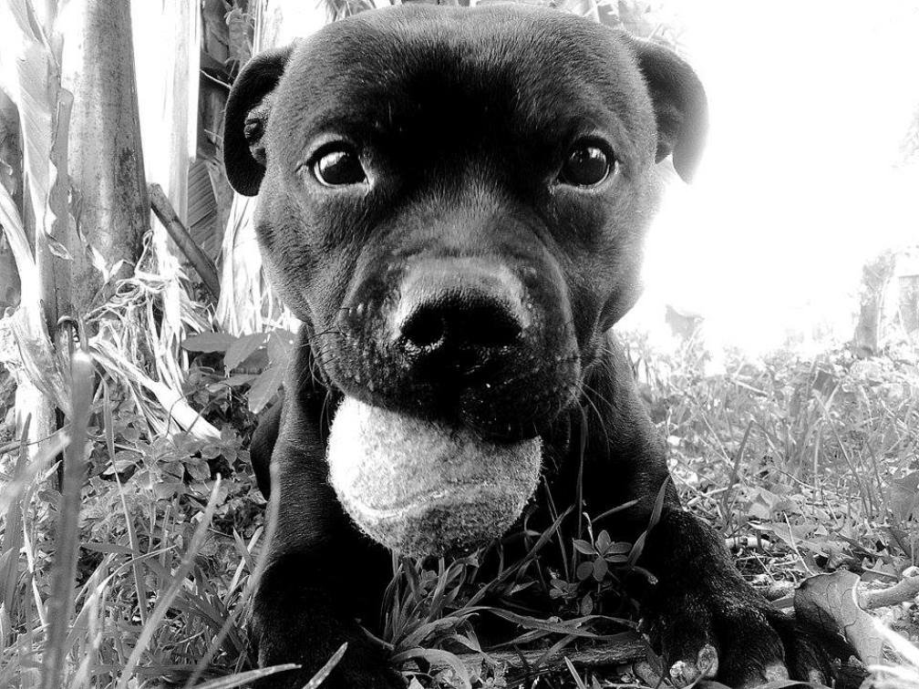 the ball did not I give it!