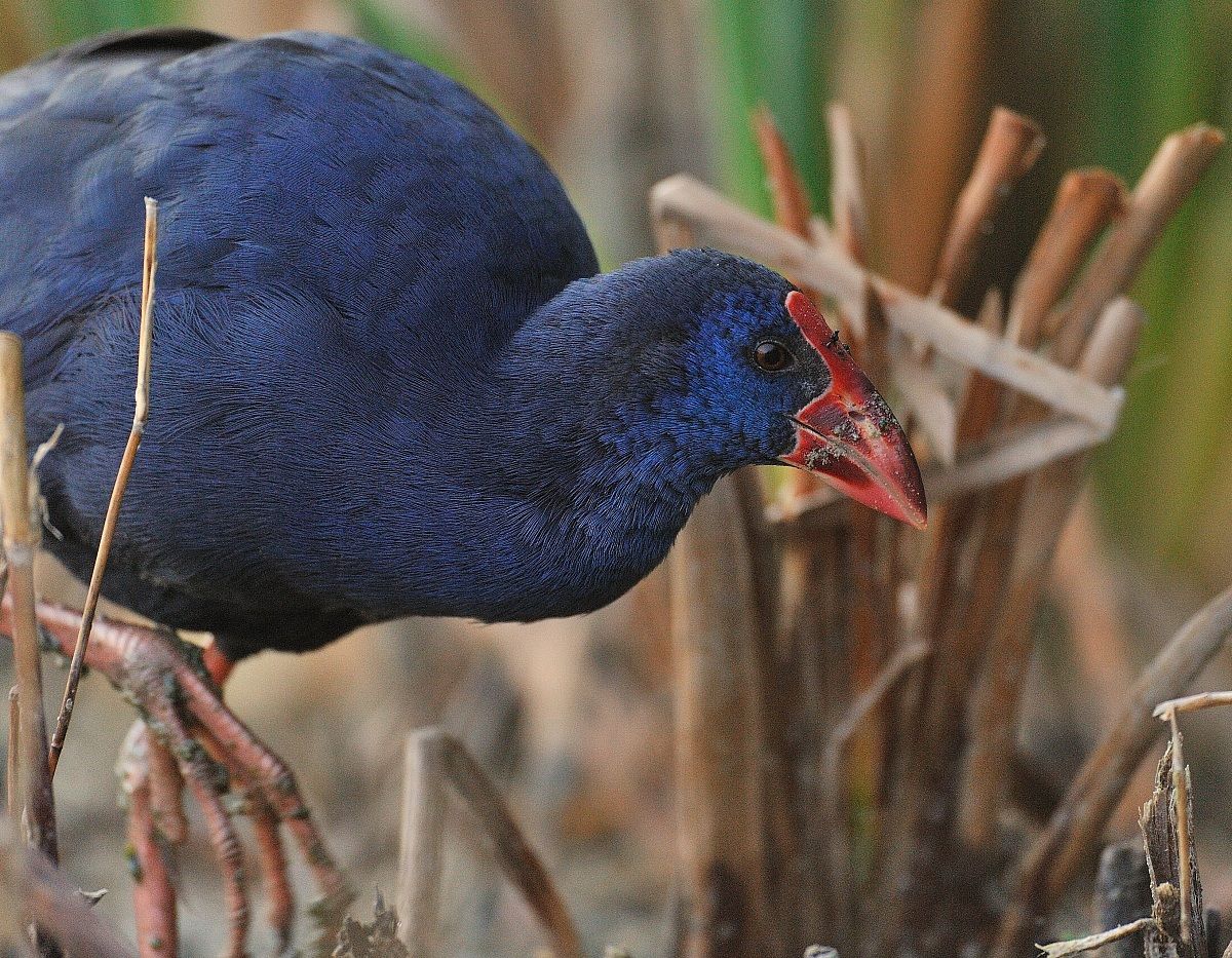 Purple Gallinule P.porphyrio