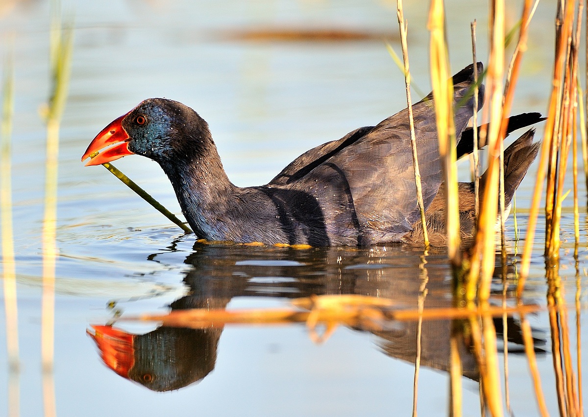 Purple Gallinule
