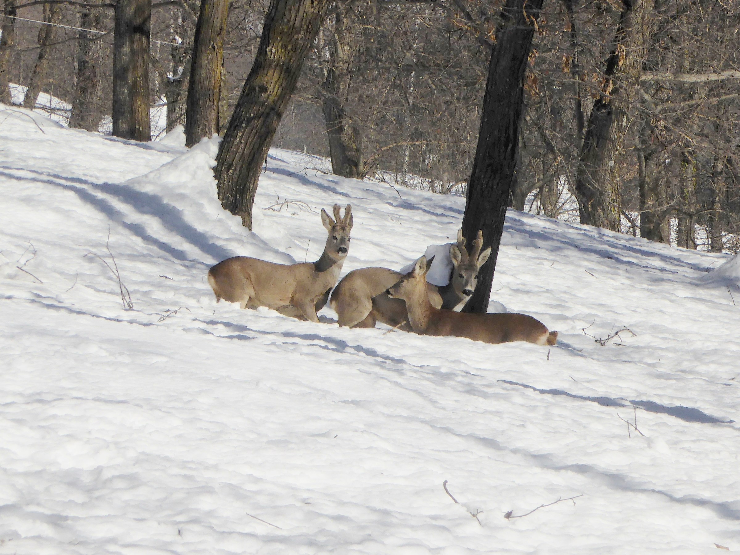 Caprioli in mezzo alla neve