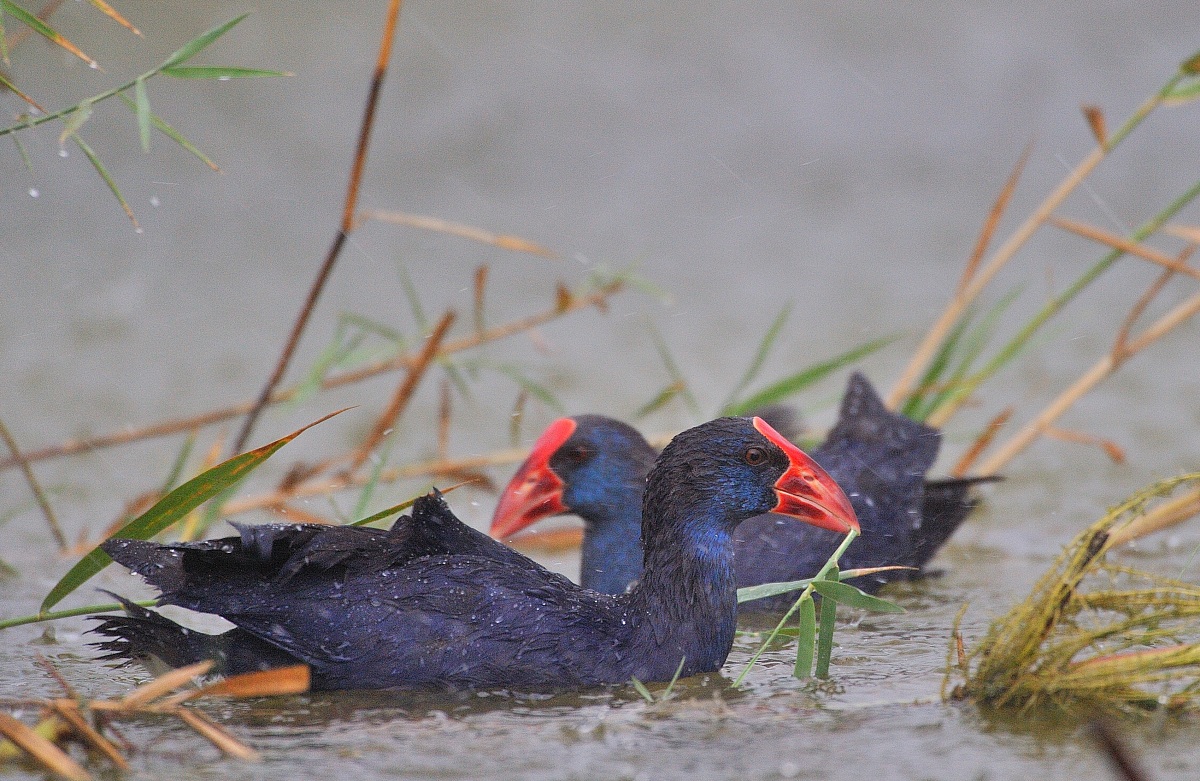 Purple Gallinule