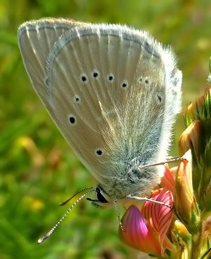 Polyommatus dolus