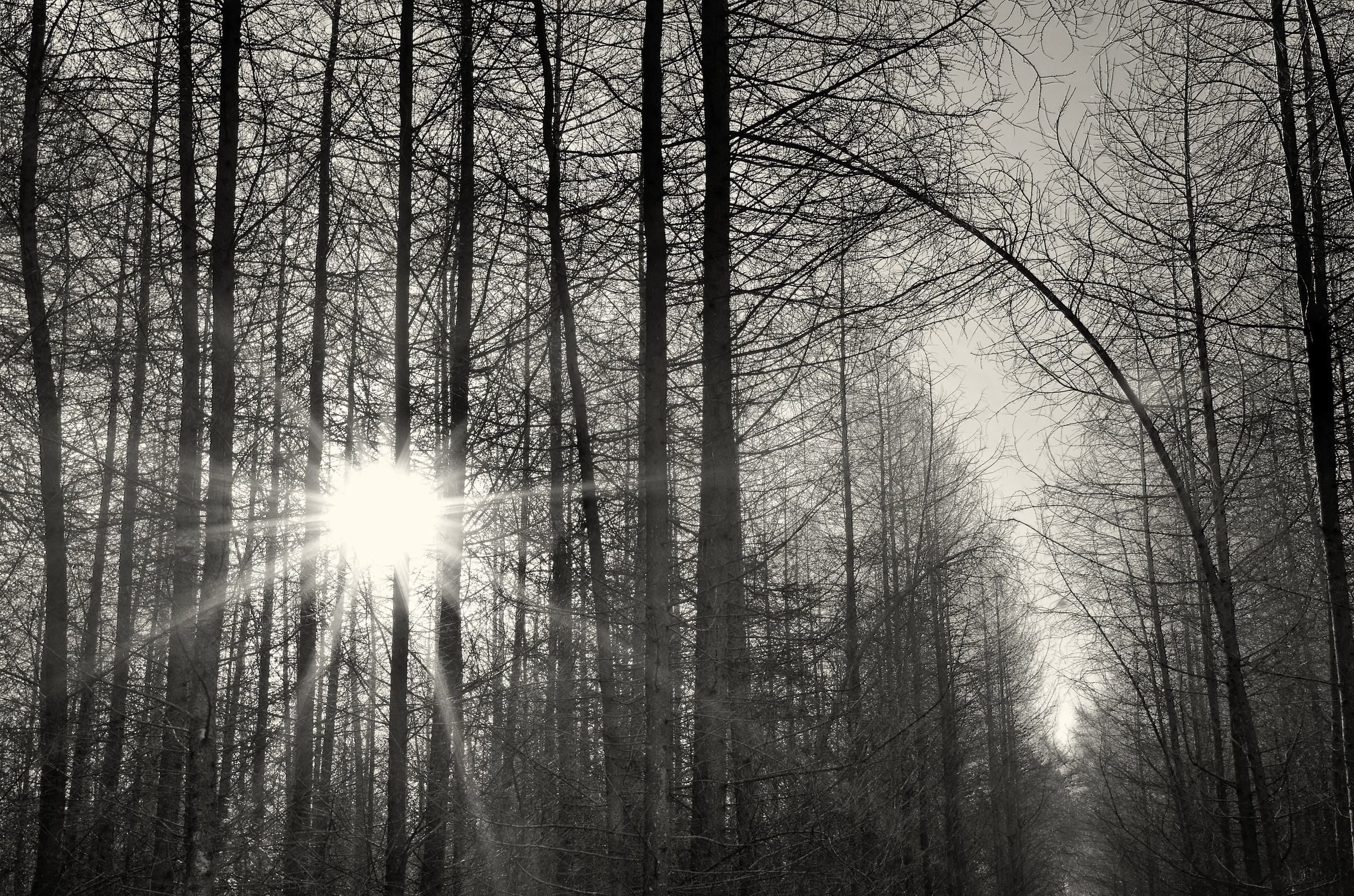 The Arch of the Branch...