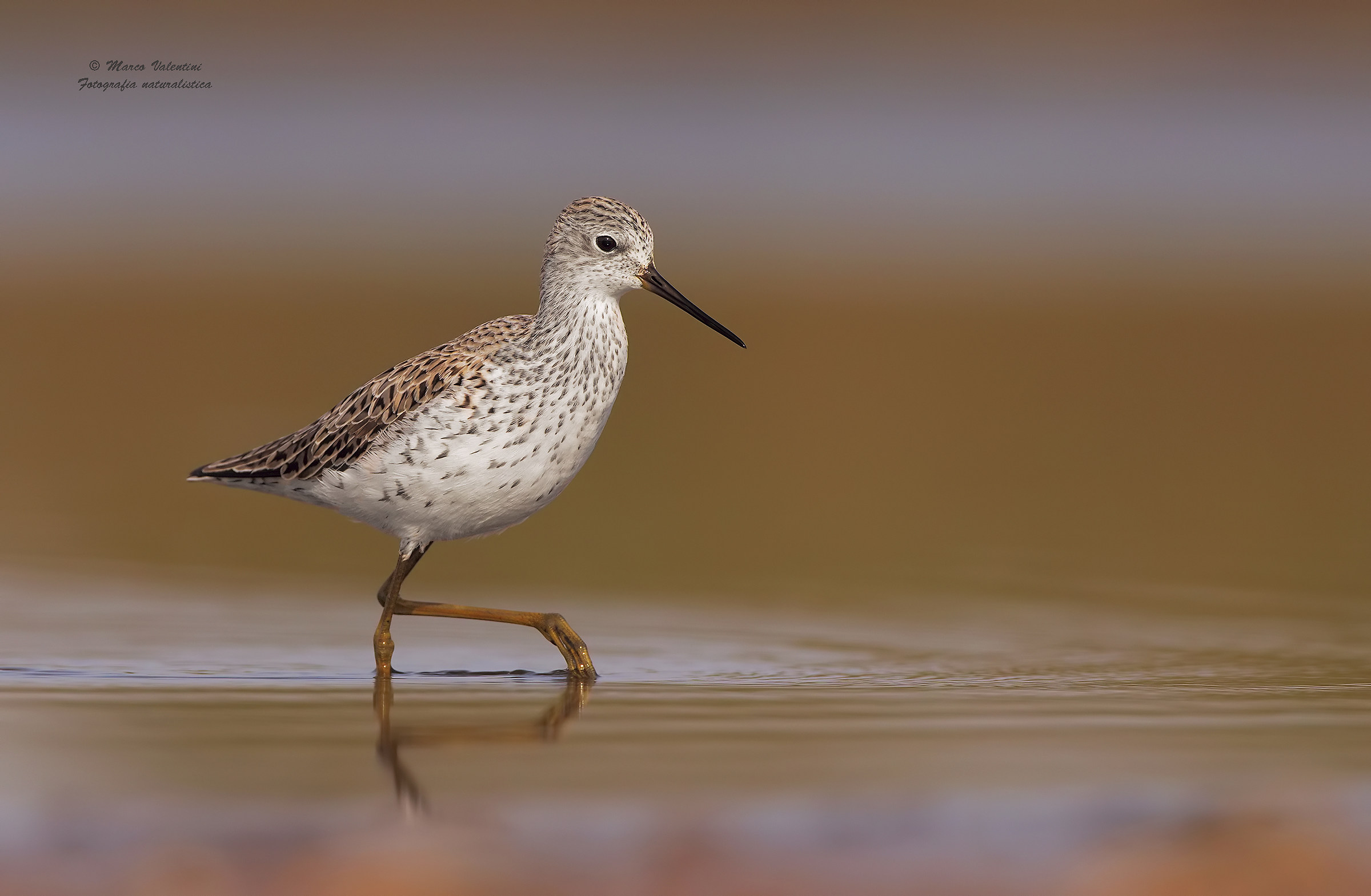 The noble albastrello