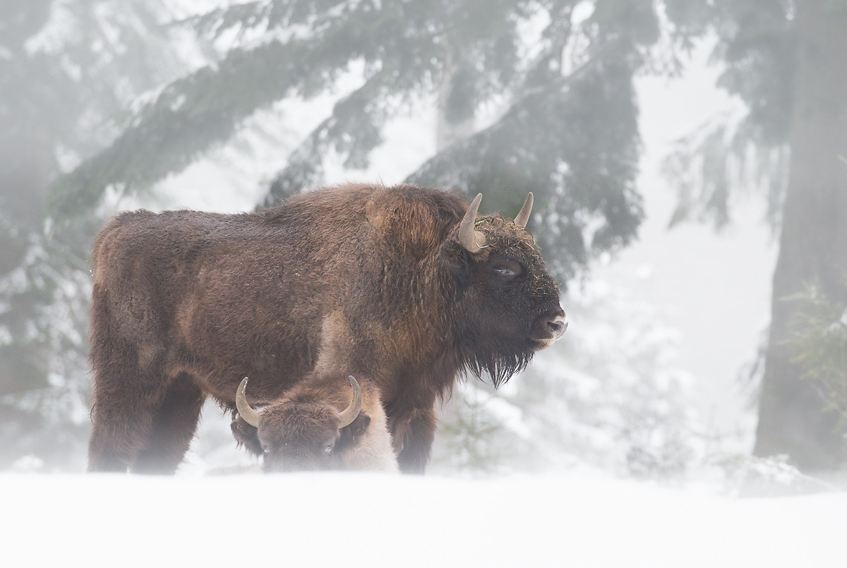 Bayerischer Wald: Bisonti