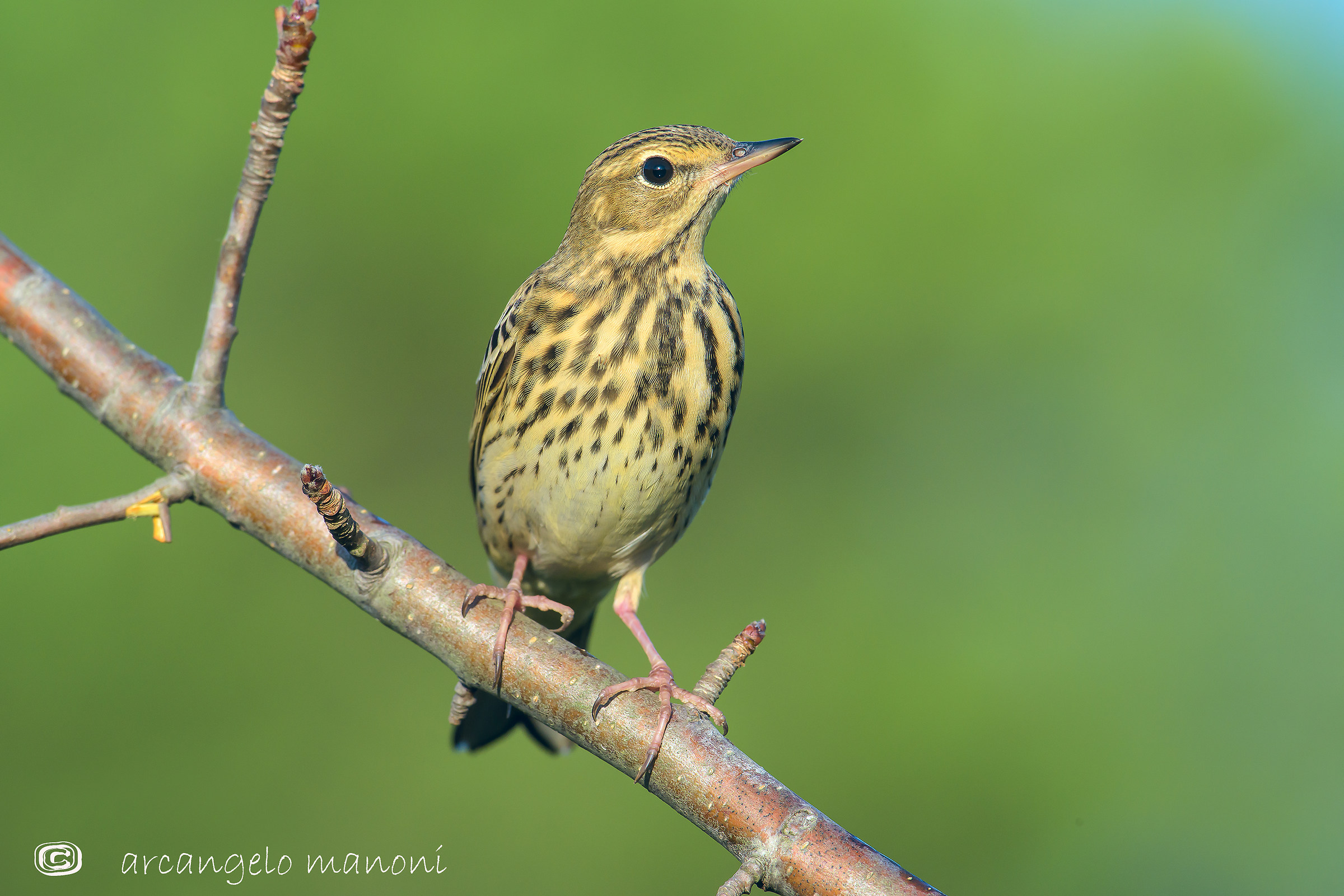 Il grande piccolo prispolone