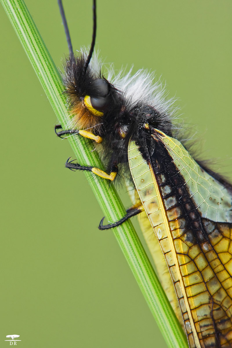 Libelloides Coccajus