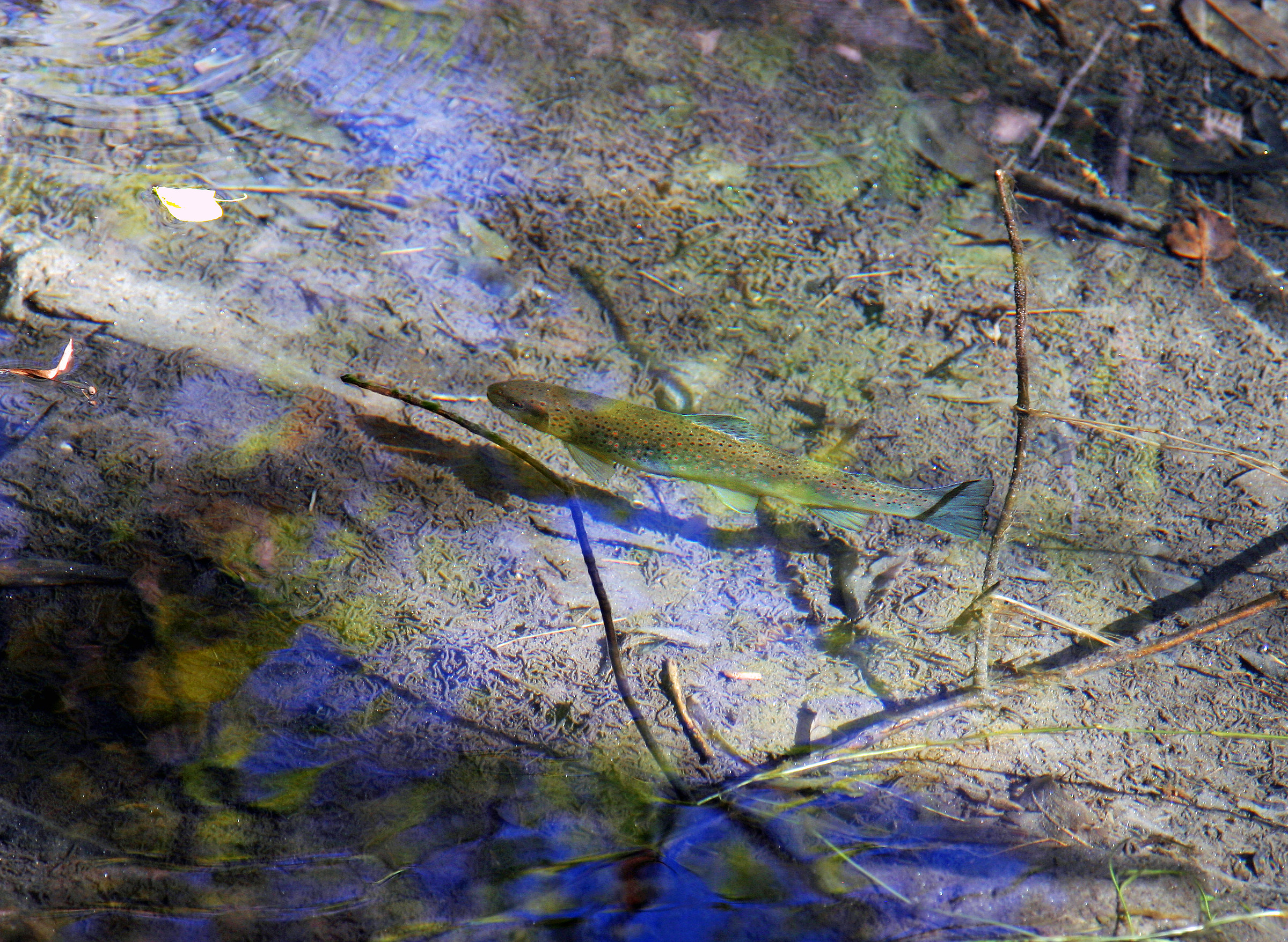 The Queen of the stream