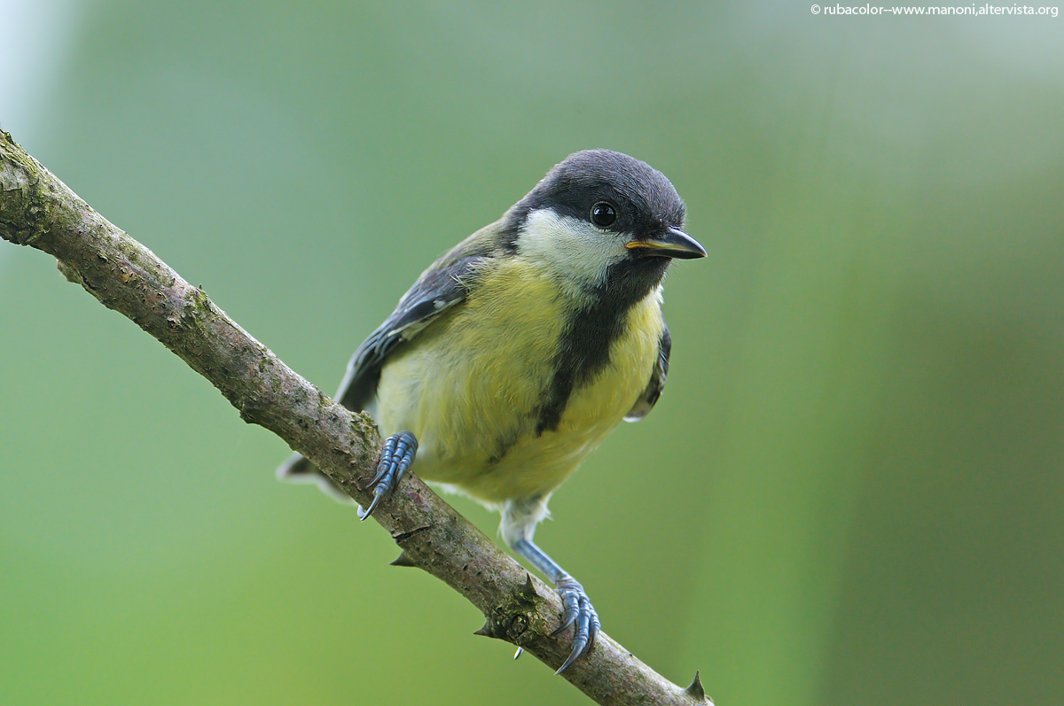 Il mondo ti aspetta giovane cincia!!