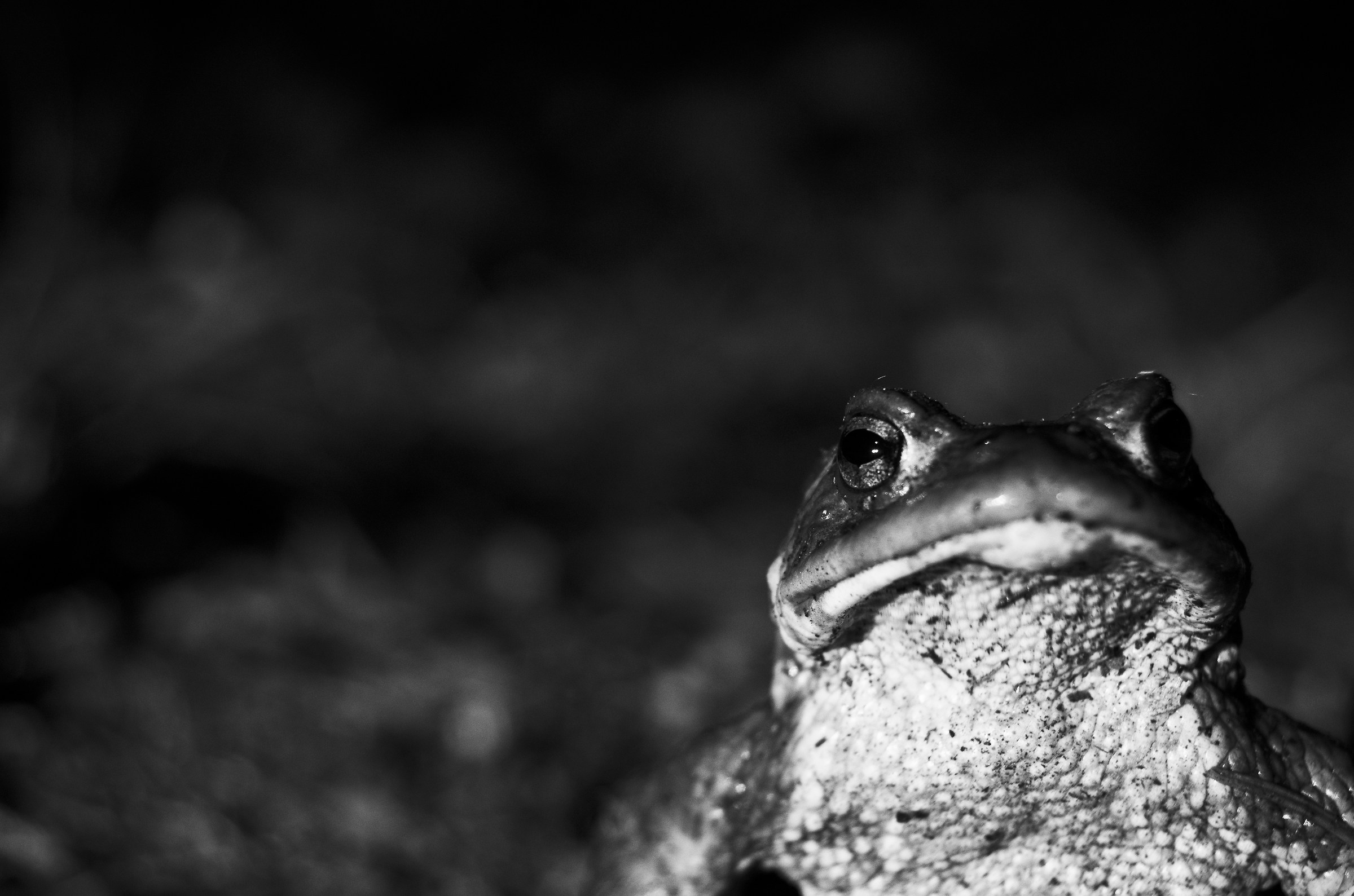 | Bufo bufo |