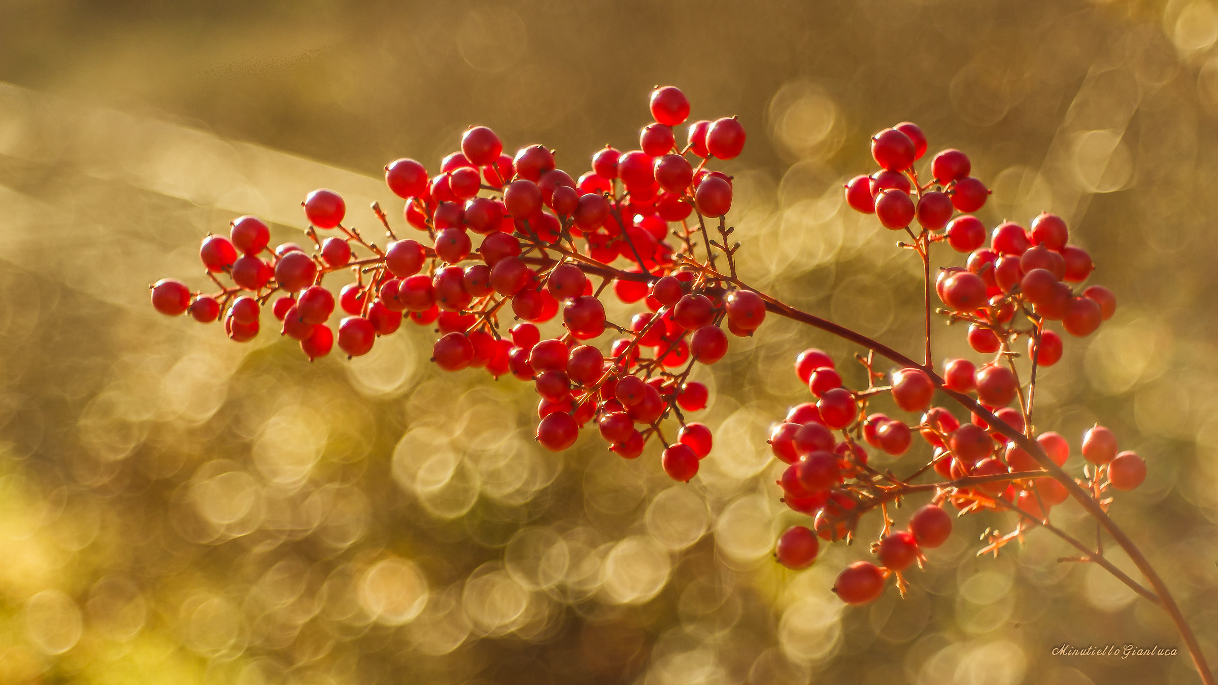 Berries and Domiplan