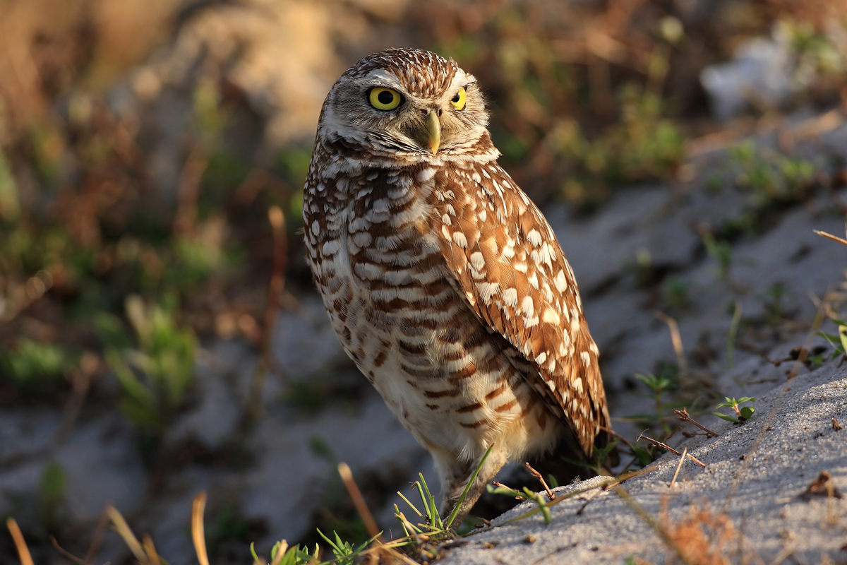 Burrowing Owl