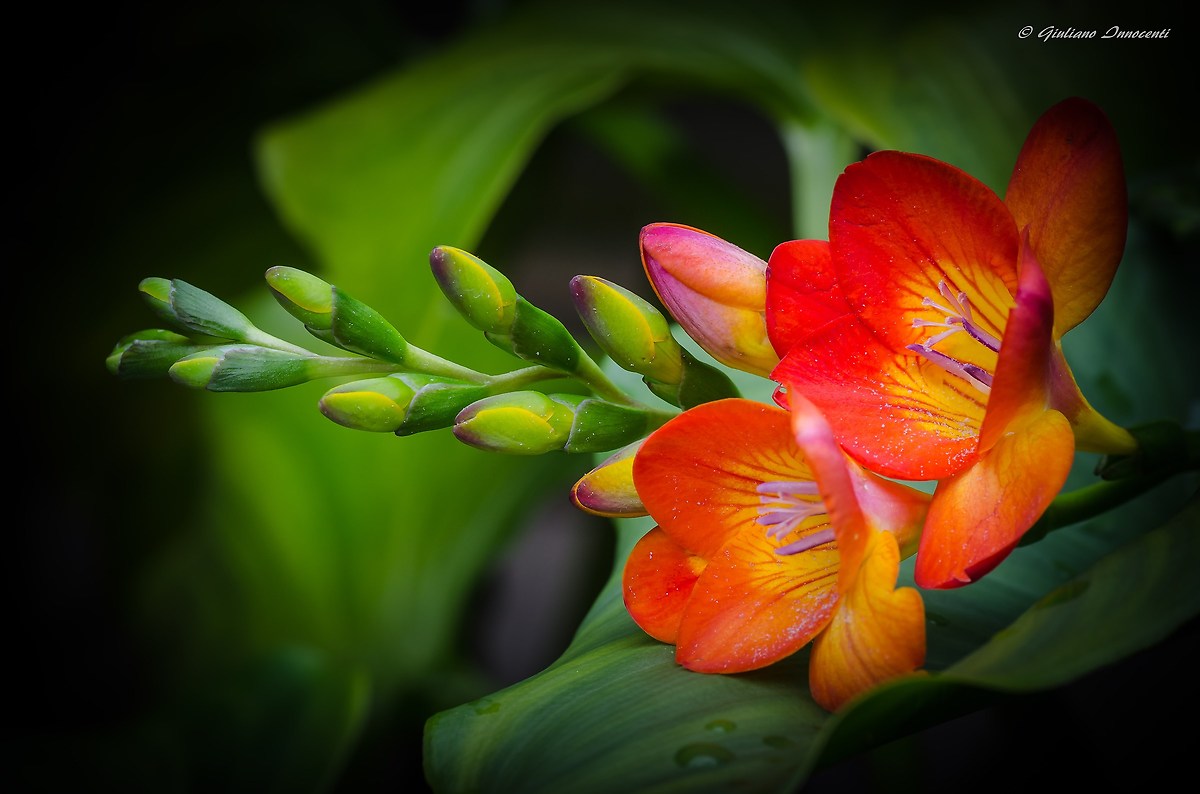 Freesia