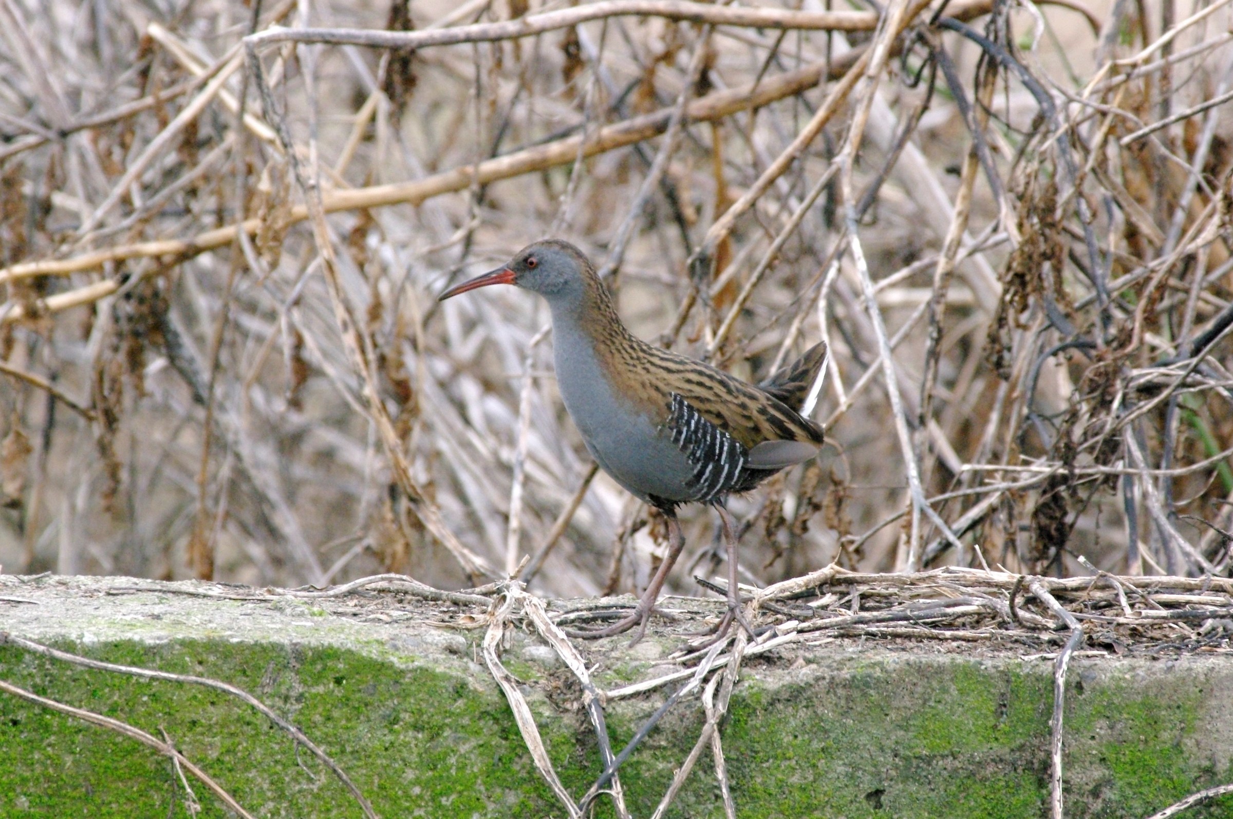 Water Rail