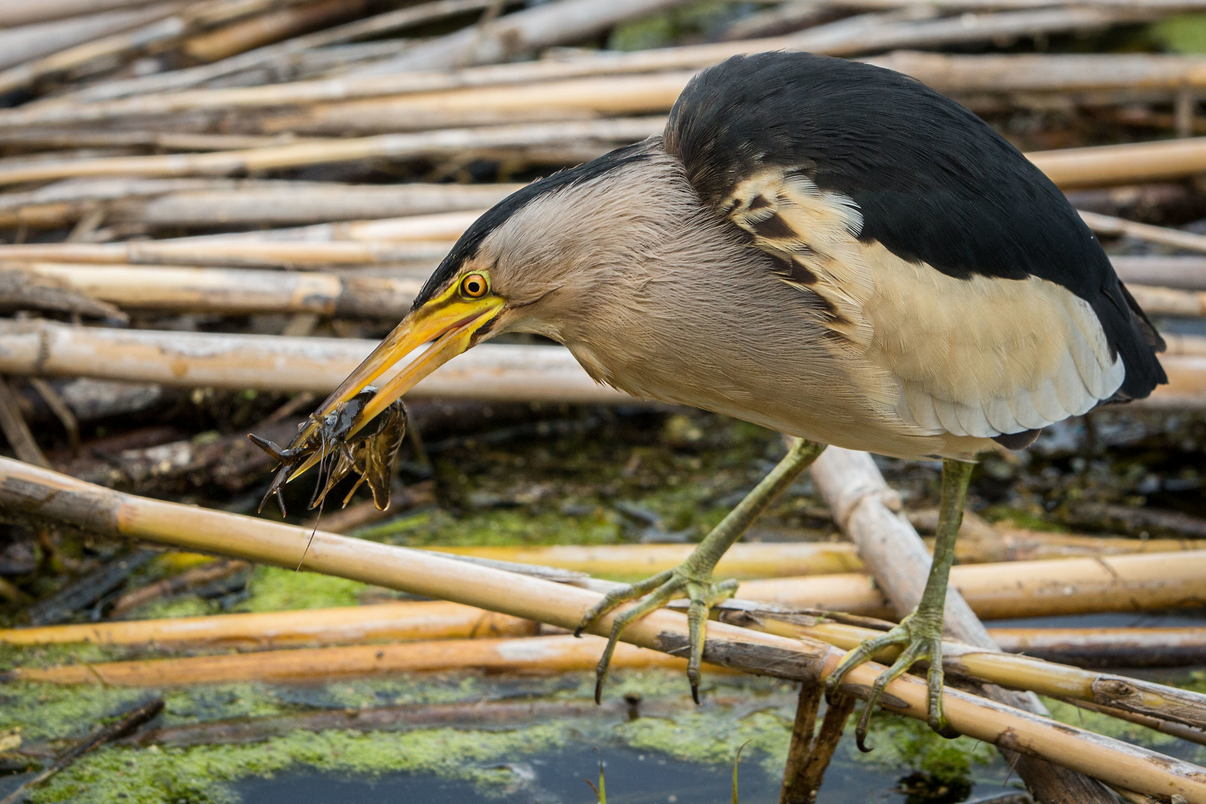 raw seafood appetizer