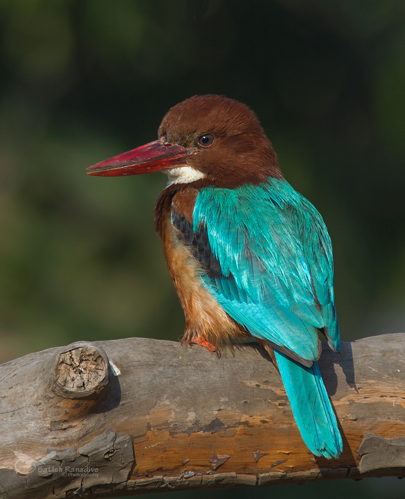 White Breasted Kingfisher #2.