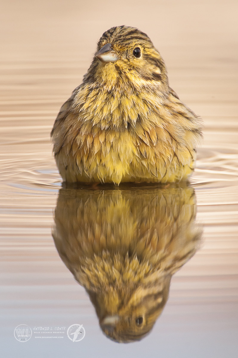 Zigolo nero/The cirl bunting (Emberiza cirlus)