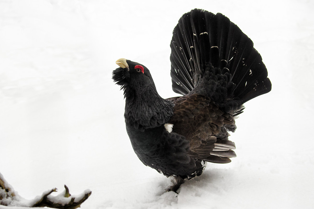 Bayerischer Wald: Gallo Cedrone