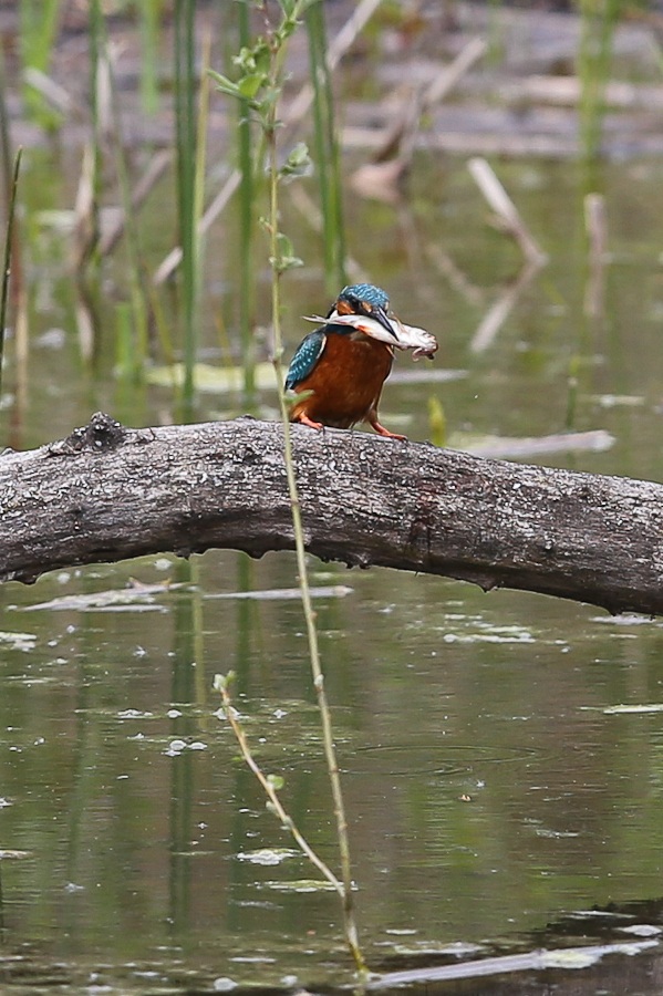 girato con cps 1DX pre-produzione (eos k269)