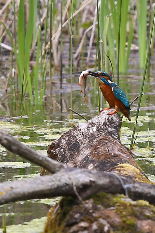 girato con cps 1DX pre-produzione (eos k269)