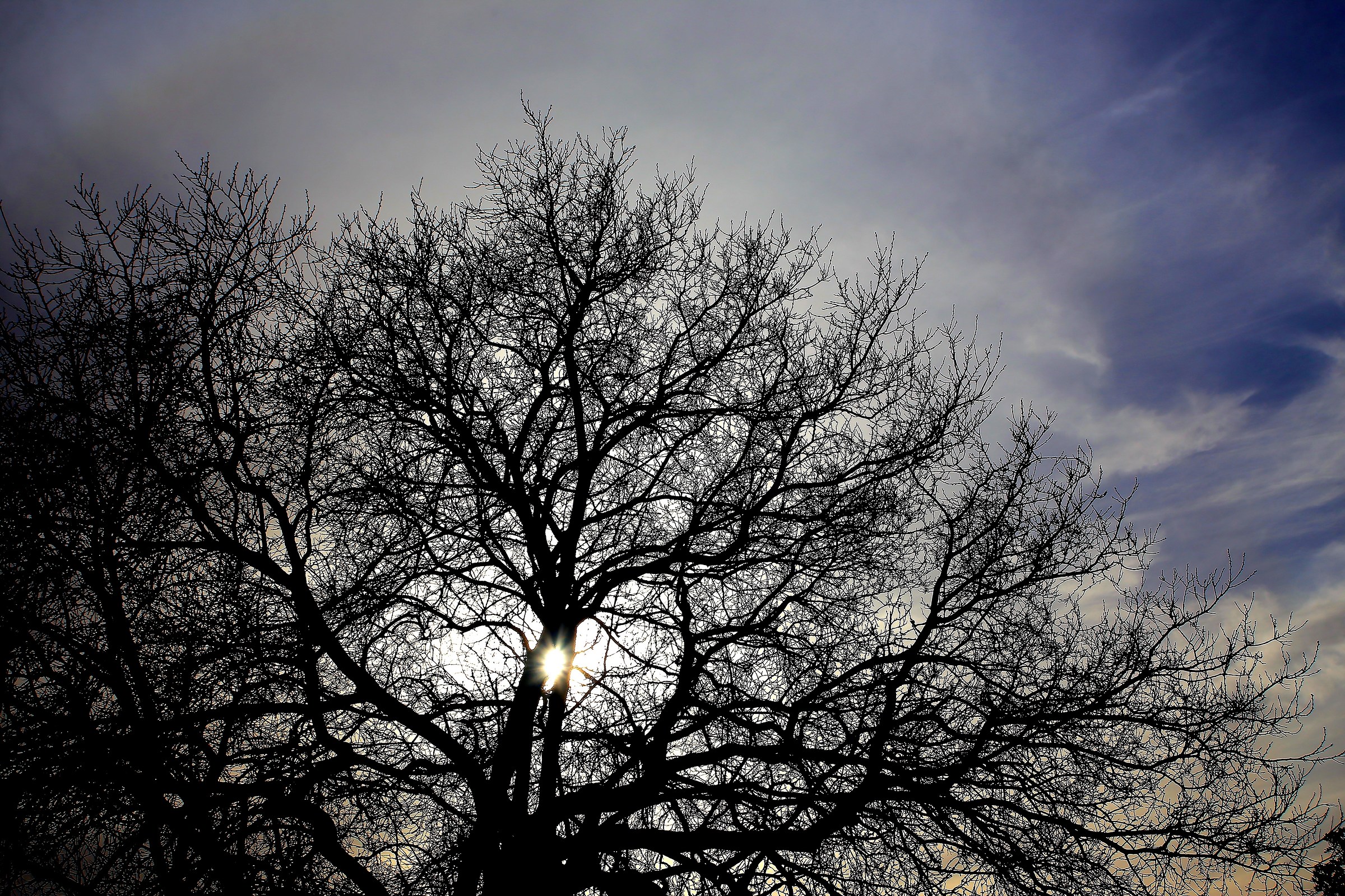 in the heart of the tree