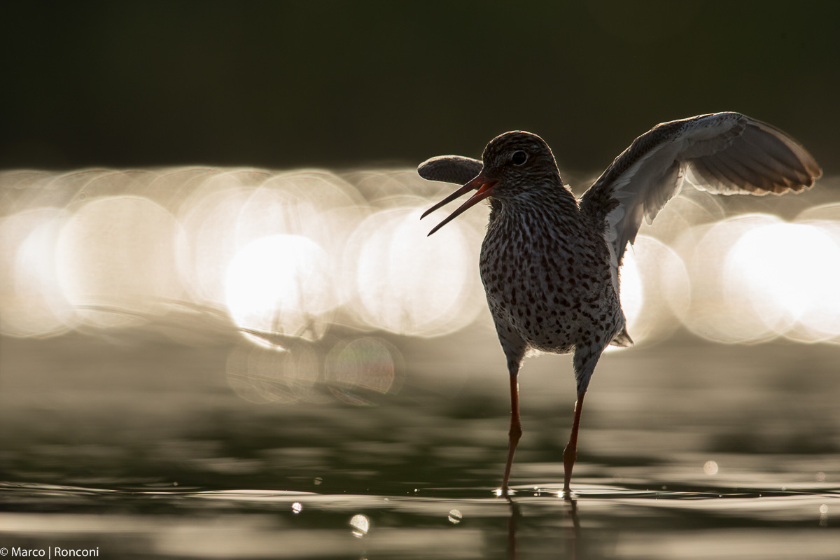 Redshank backlight