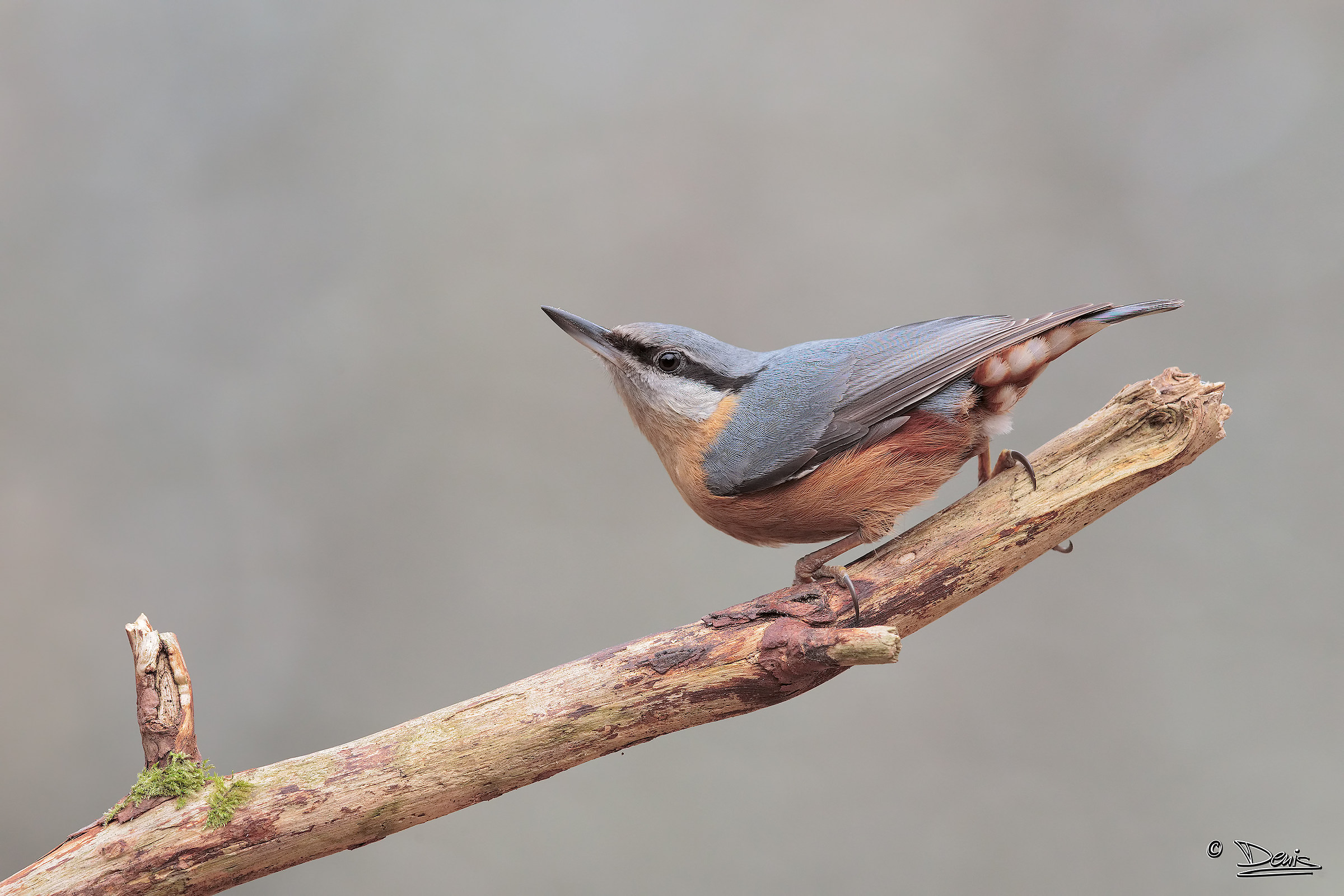nuthatch
