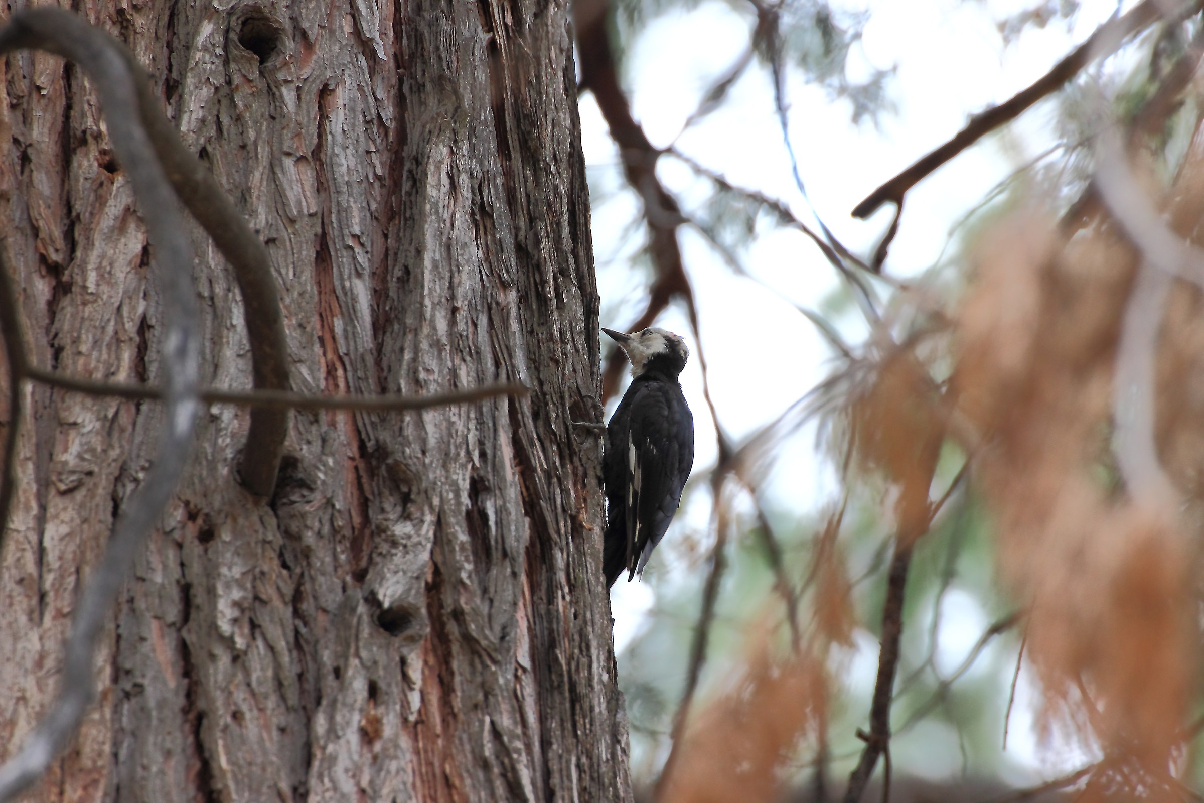 woodpecker in Yosemite