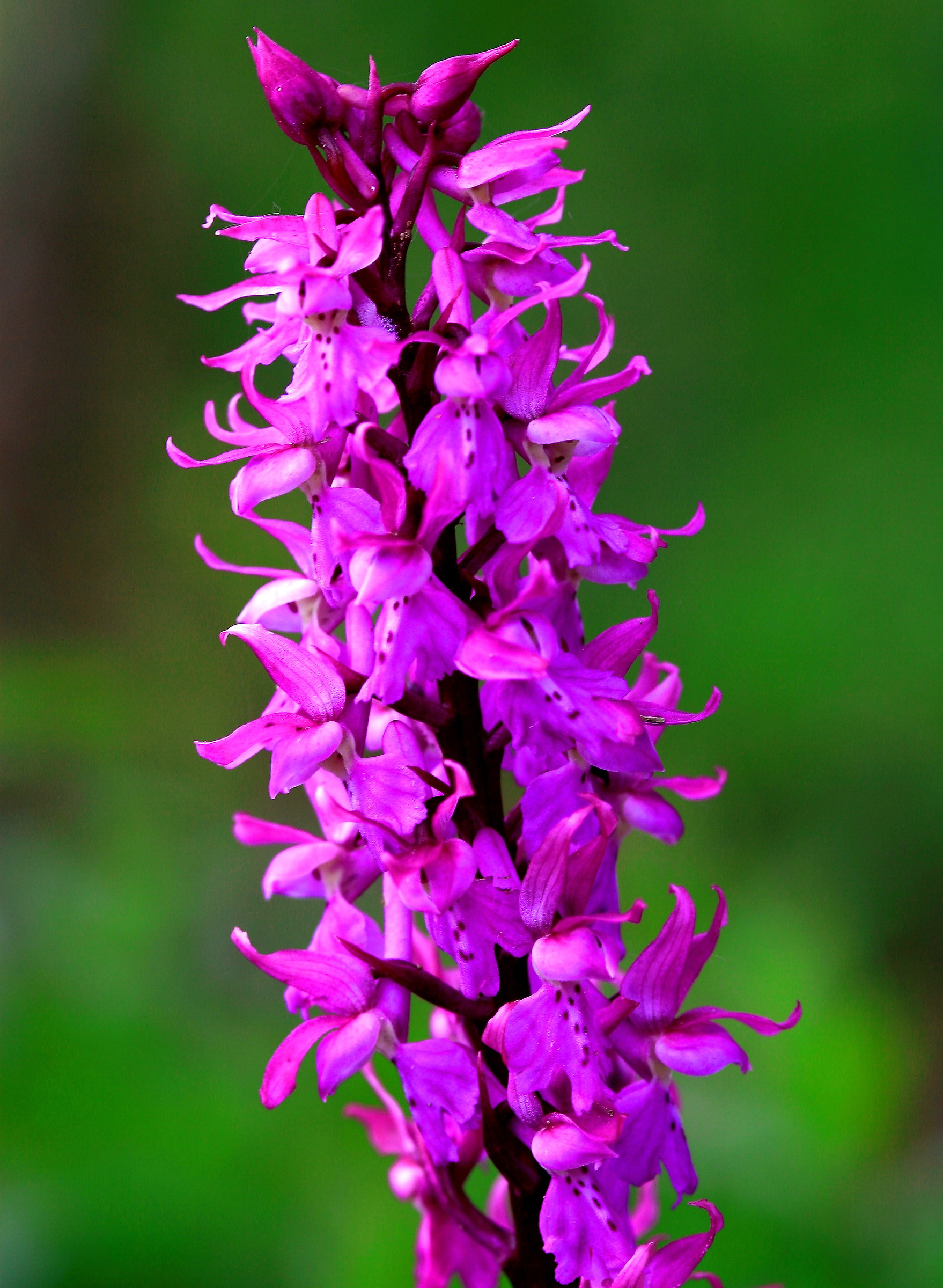 orchis mascula
