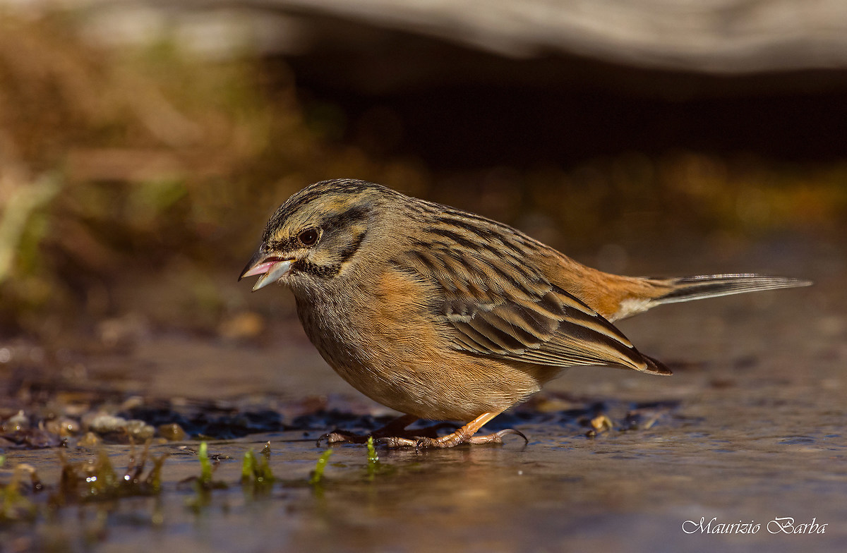 Rock Bunting