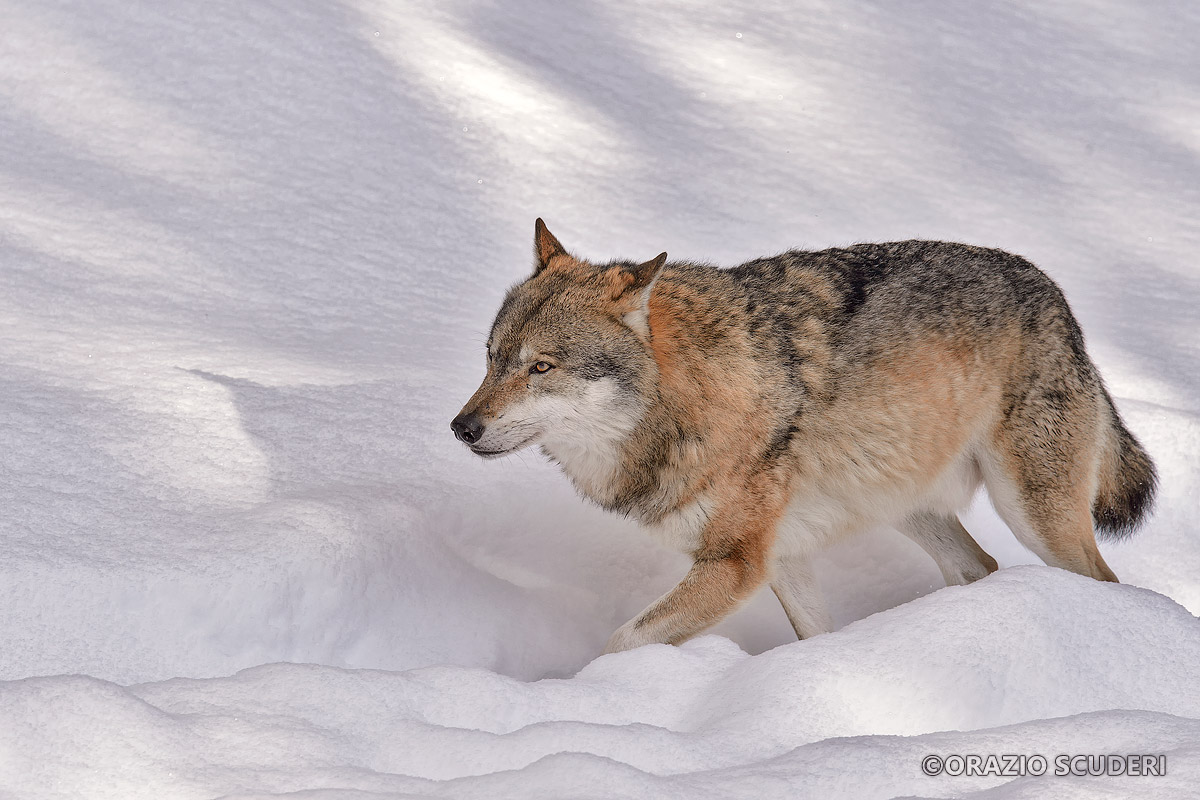 Canis lupus (Bayerischer Wald)