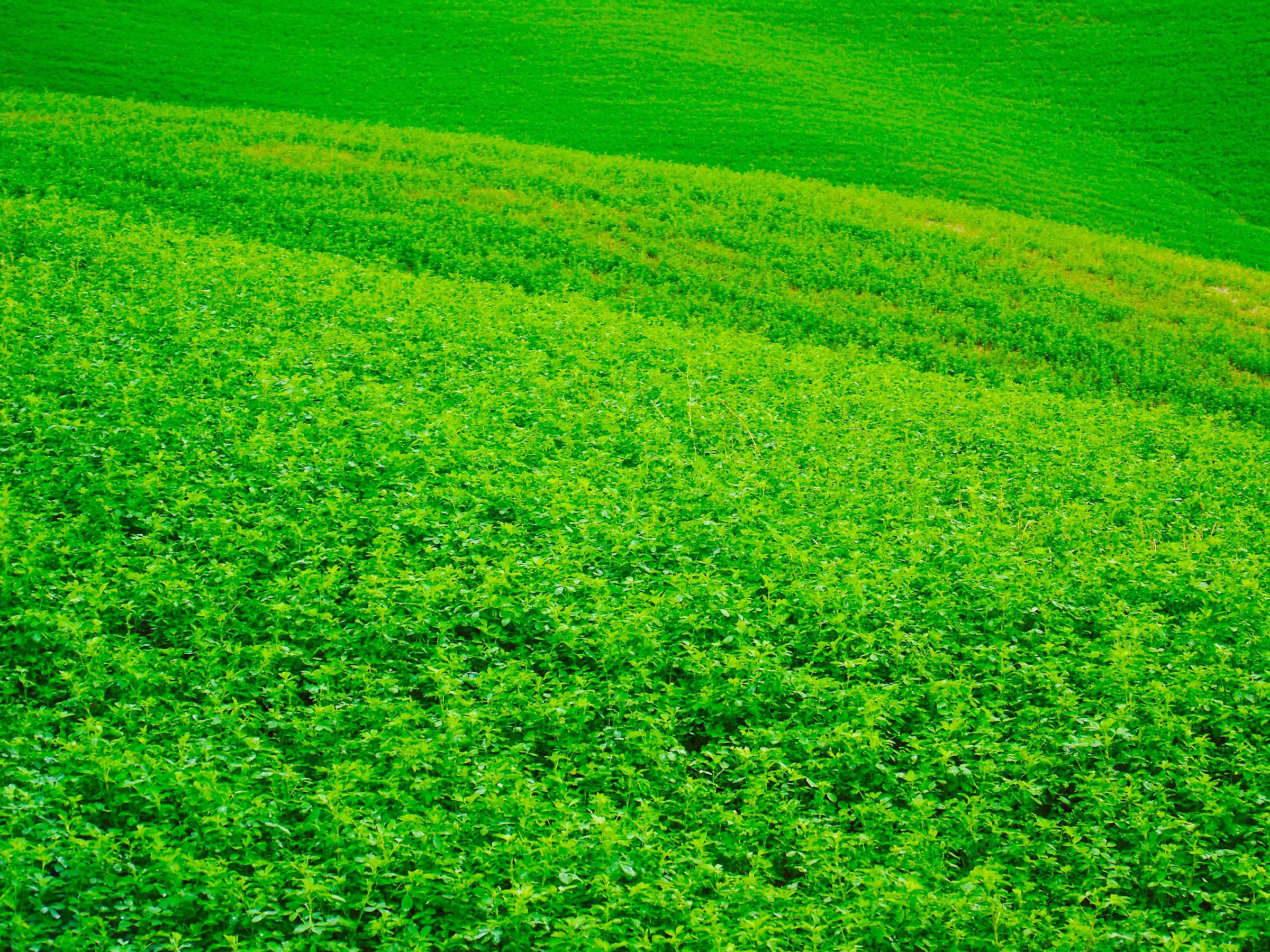 Green colors in Val D'Orcia