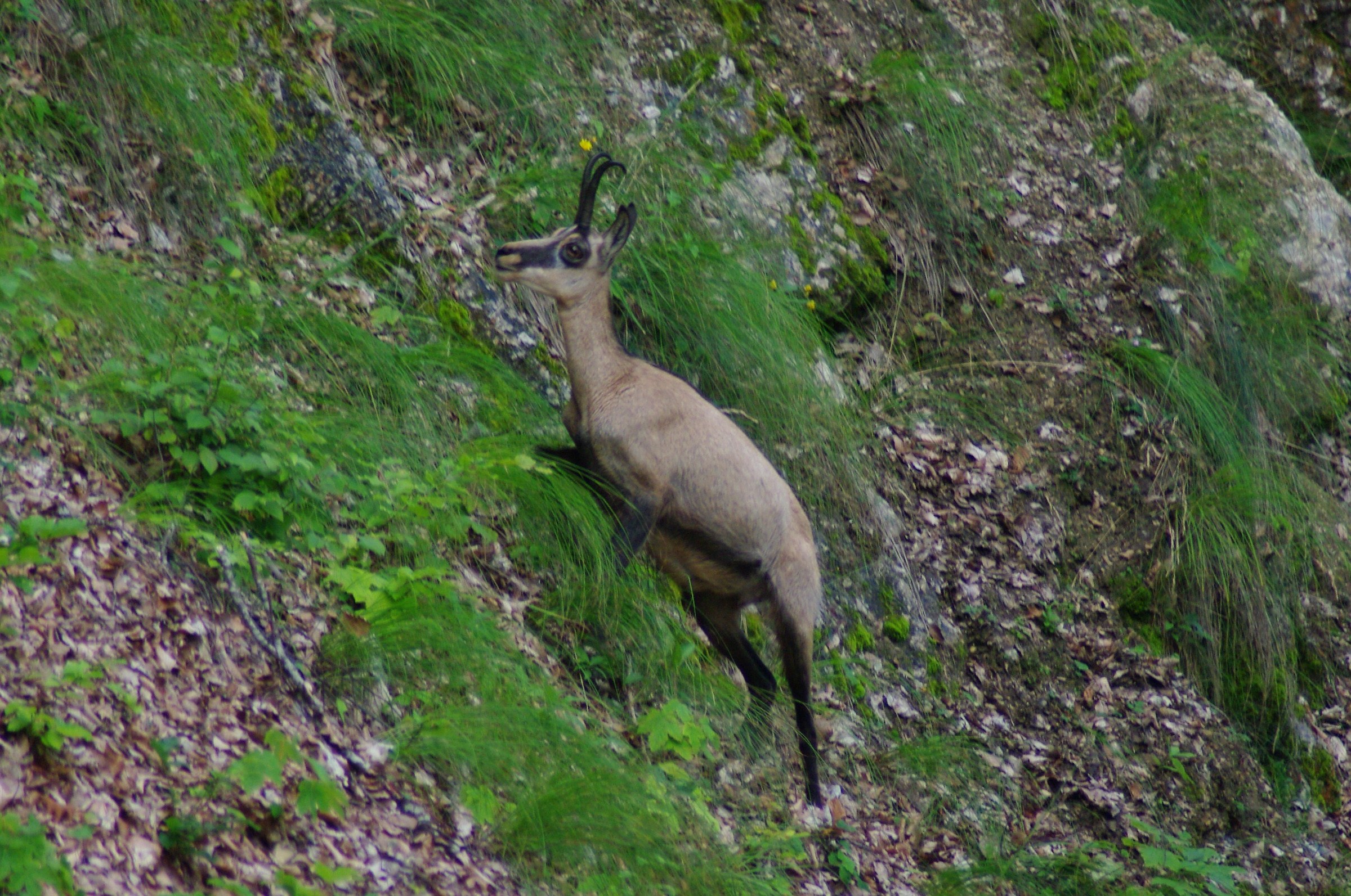 chamois