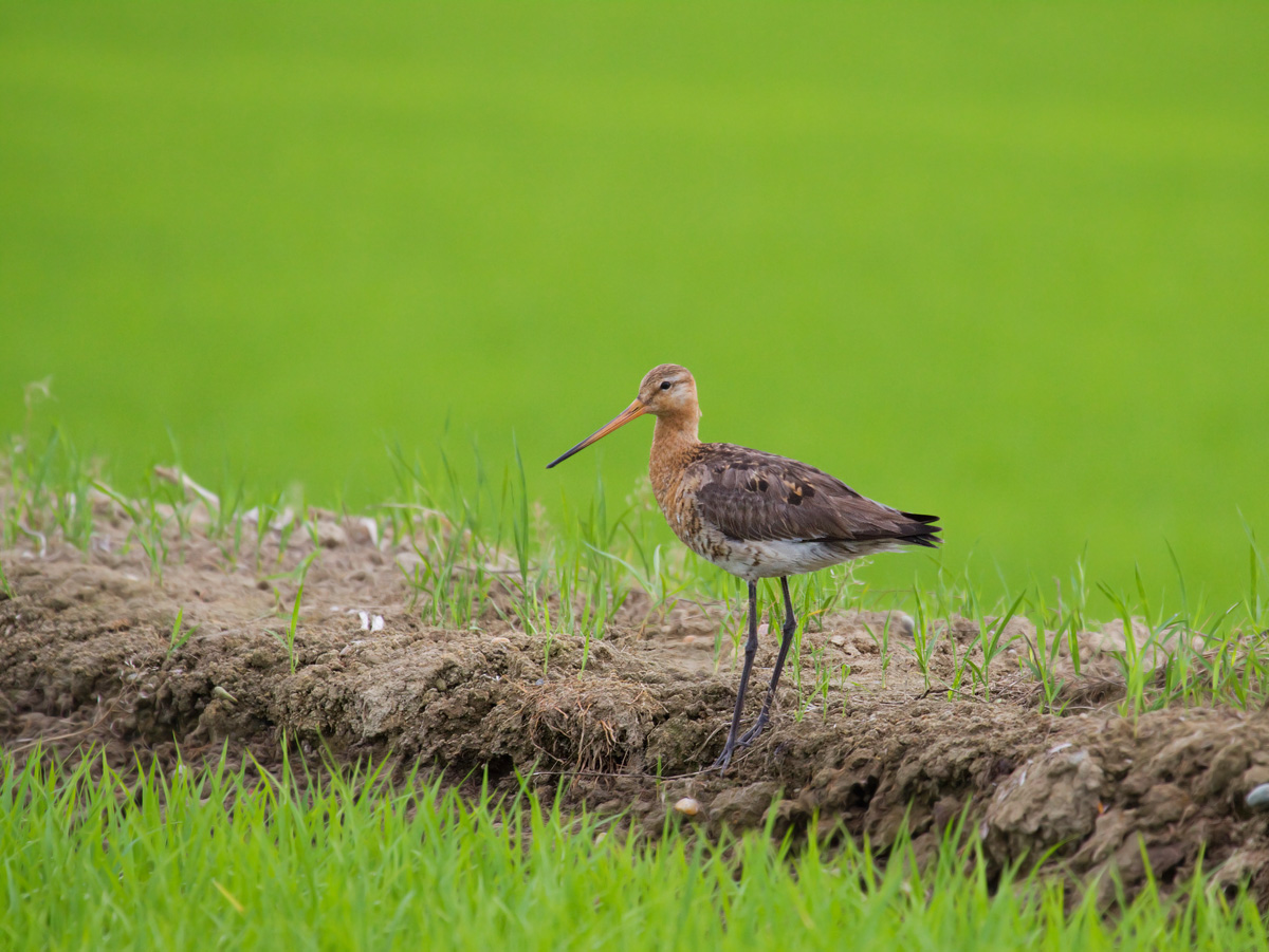 Black-tailed Godwit