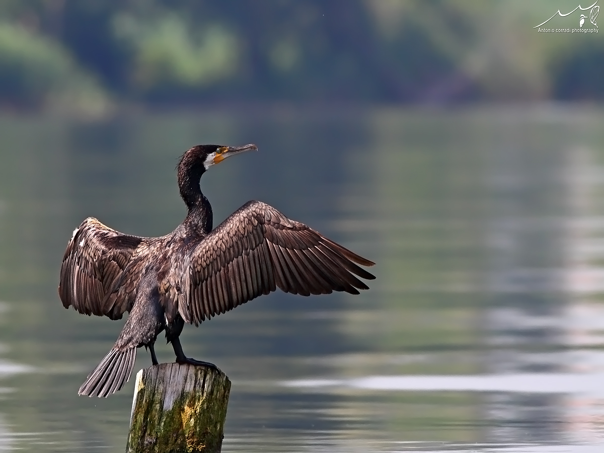 Cormorano
