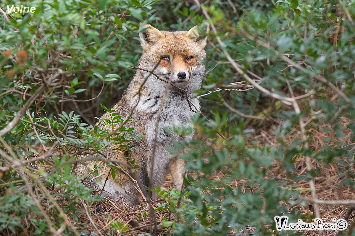fox Maremma