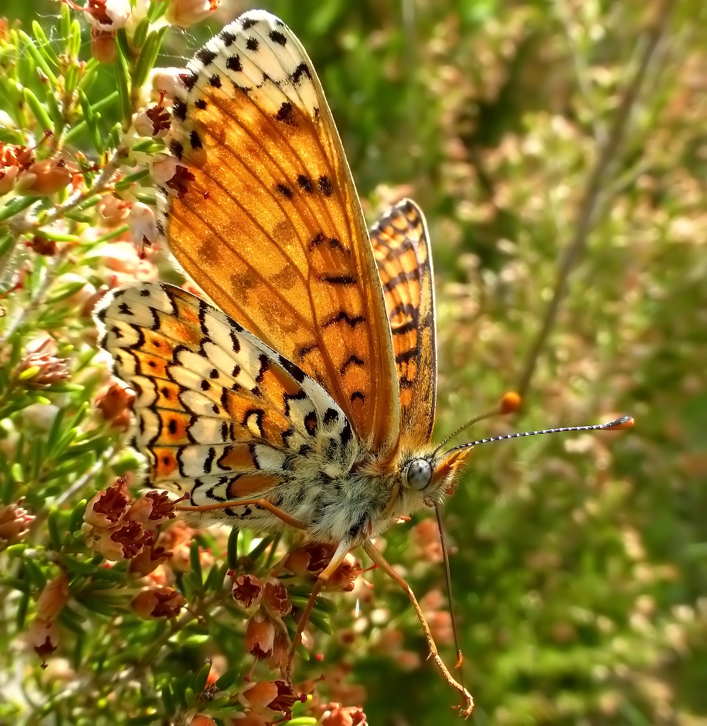 melitaea cinxia