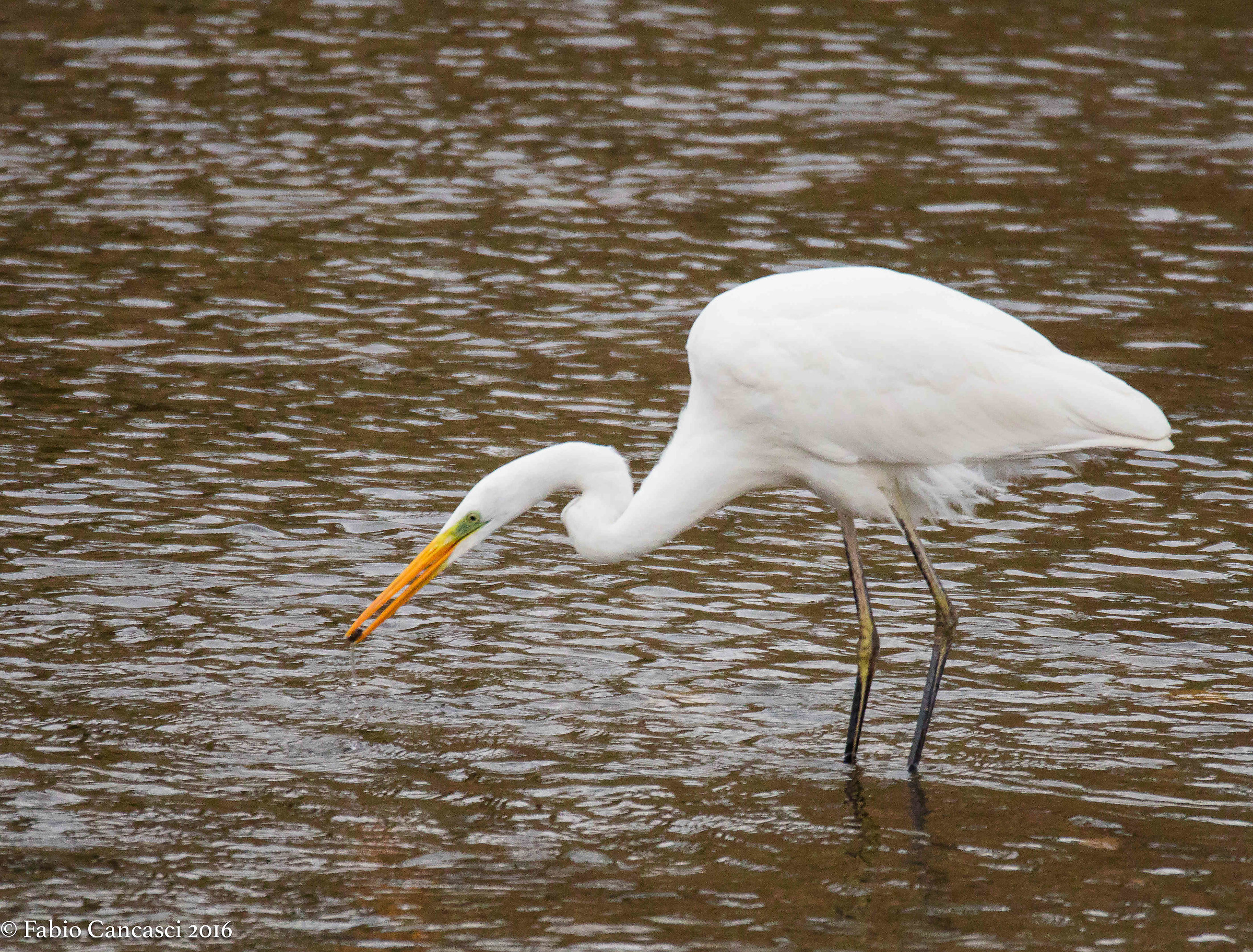 Great Egret